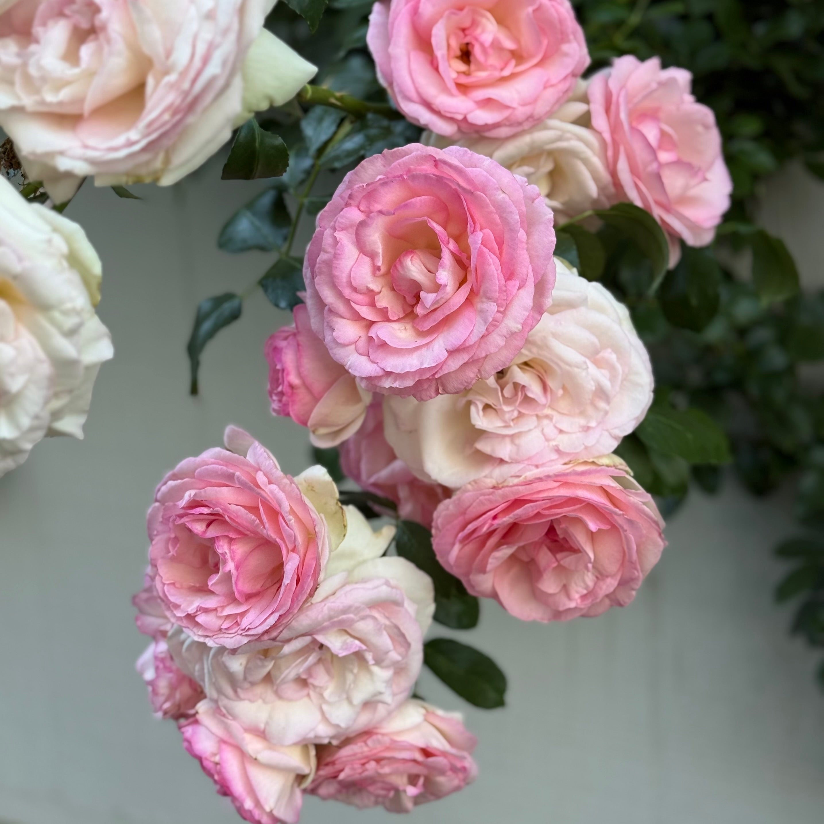 Eden Climber® Potted Climbing Rose