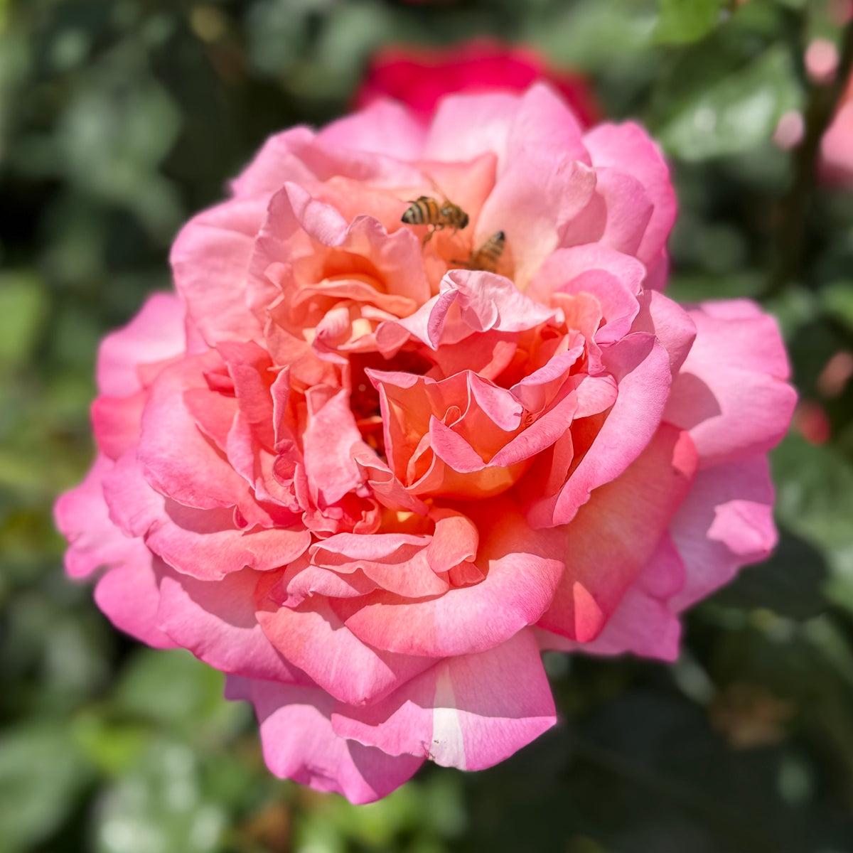 Chicago Peace Bare Root Rose Bush