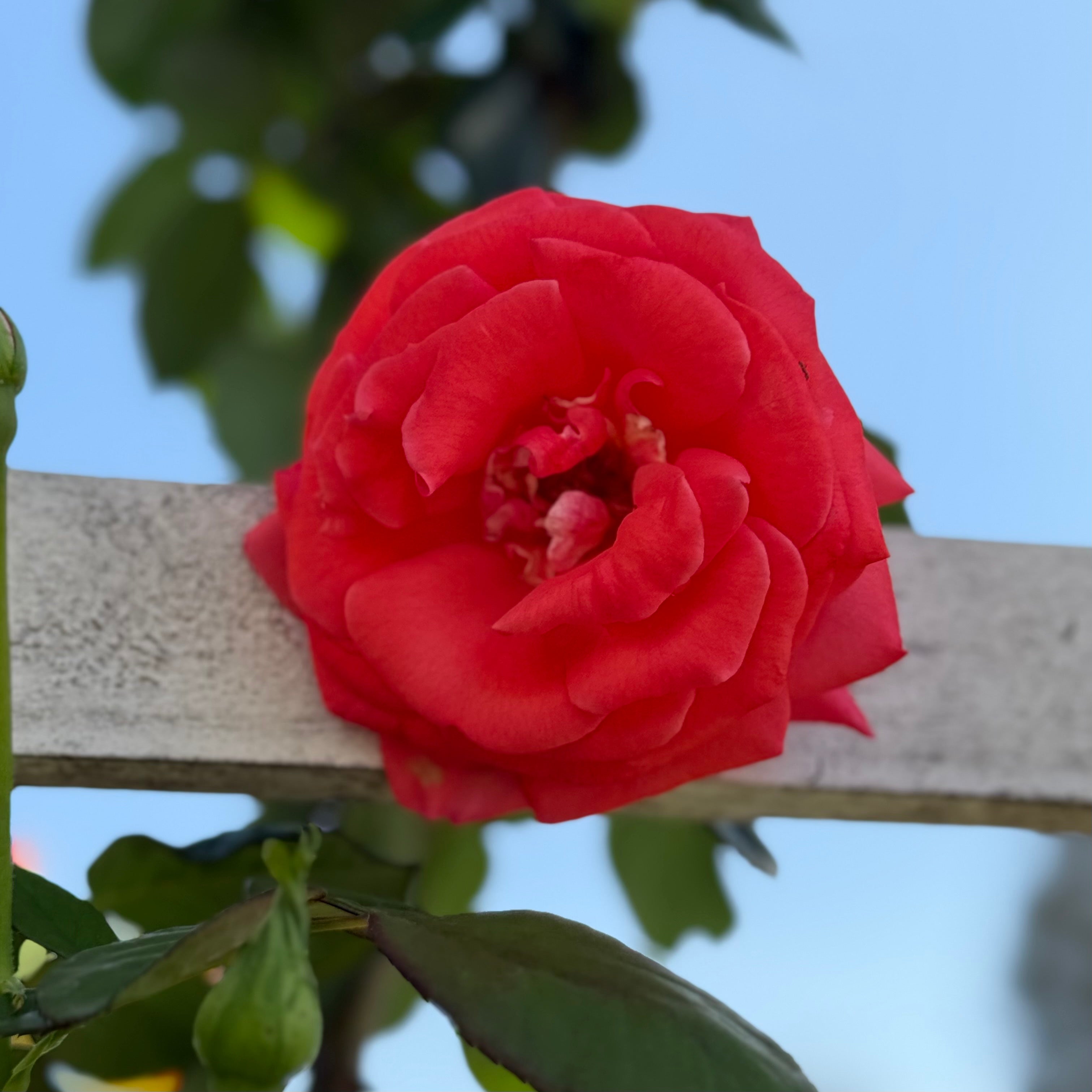 America™ Bare Root Climbing Rose