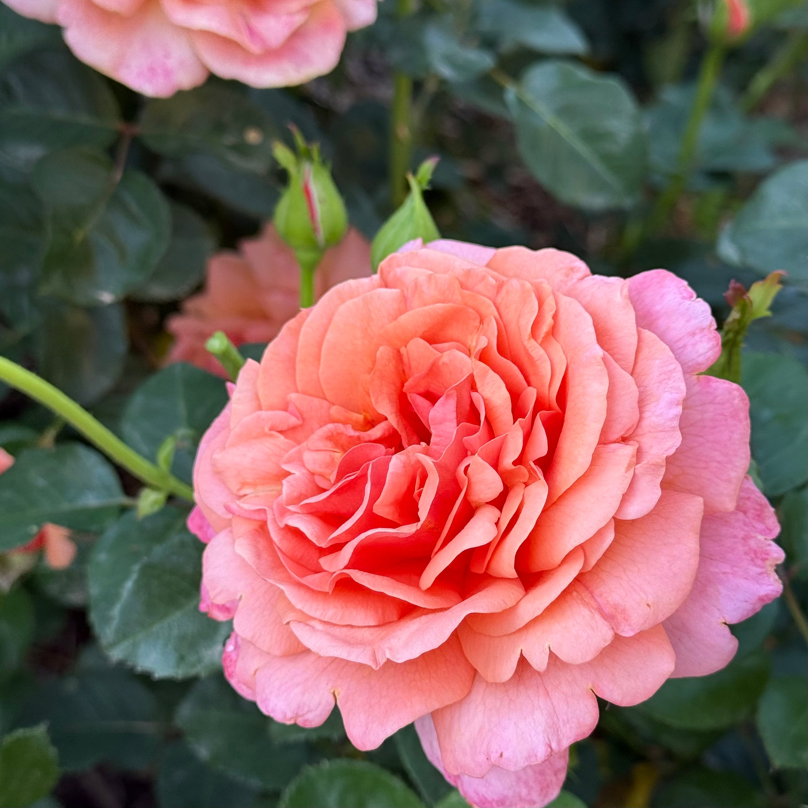 Easy Does It® Potted Rose Bush