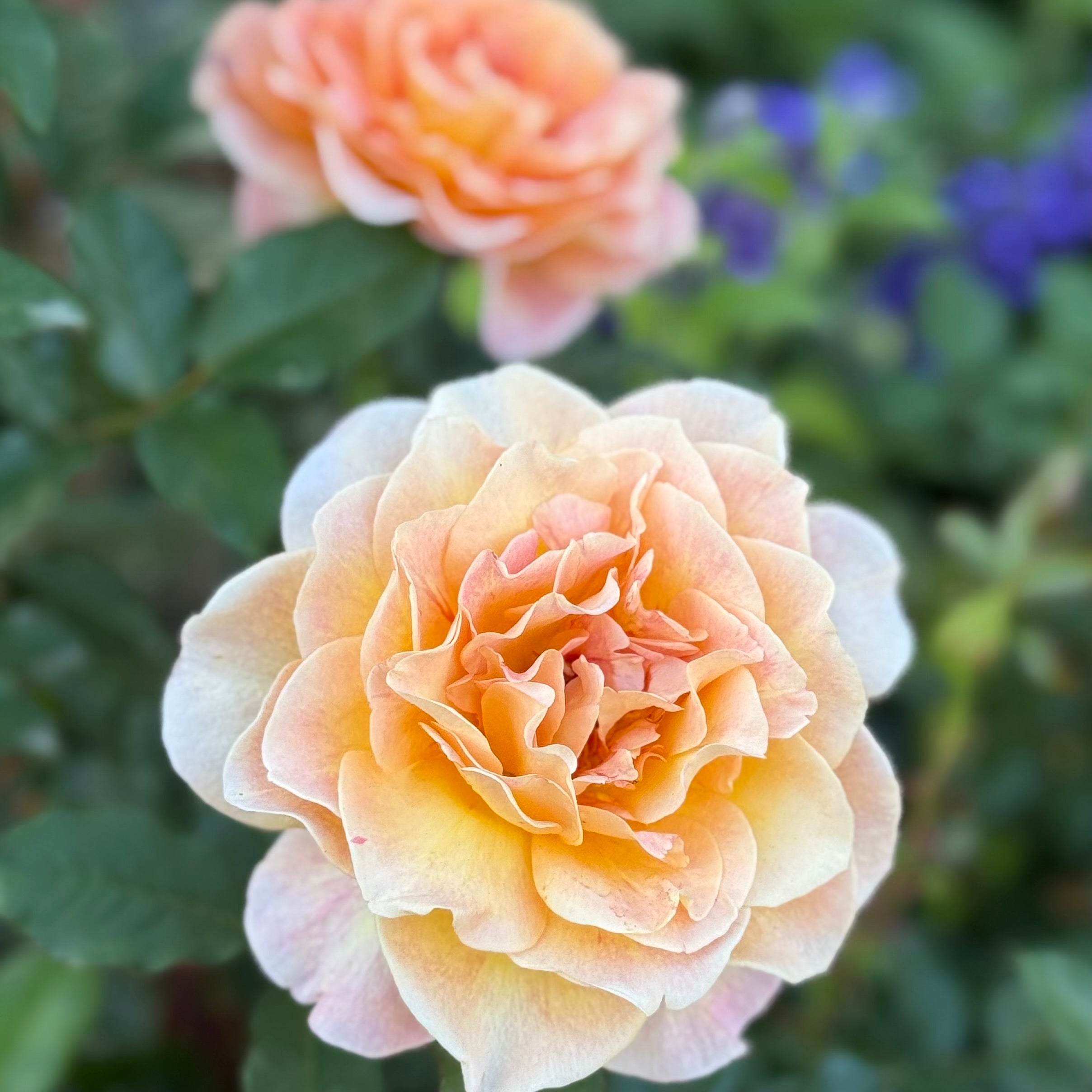 Rosie the Riveter™ Potted Rose Bush