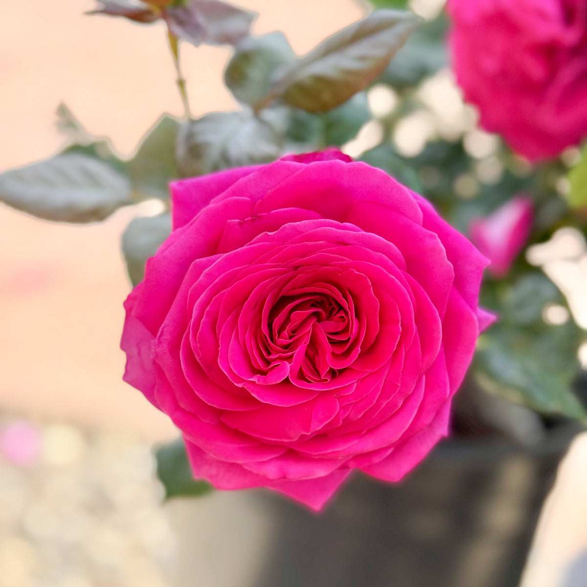 Nothing But Class Bare Root Tree Rose