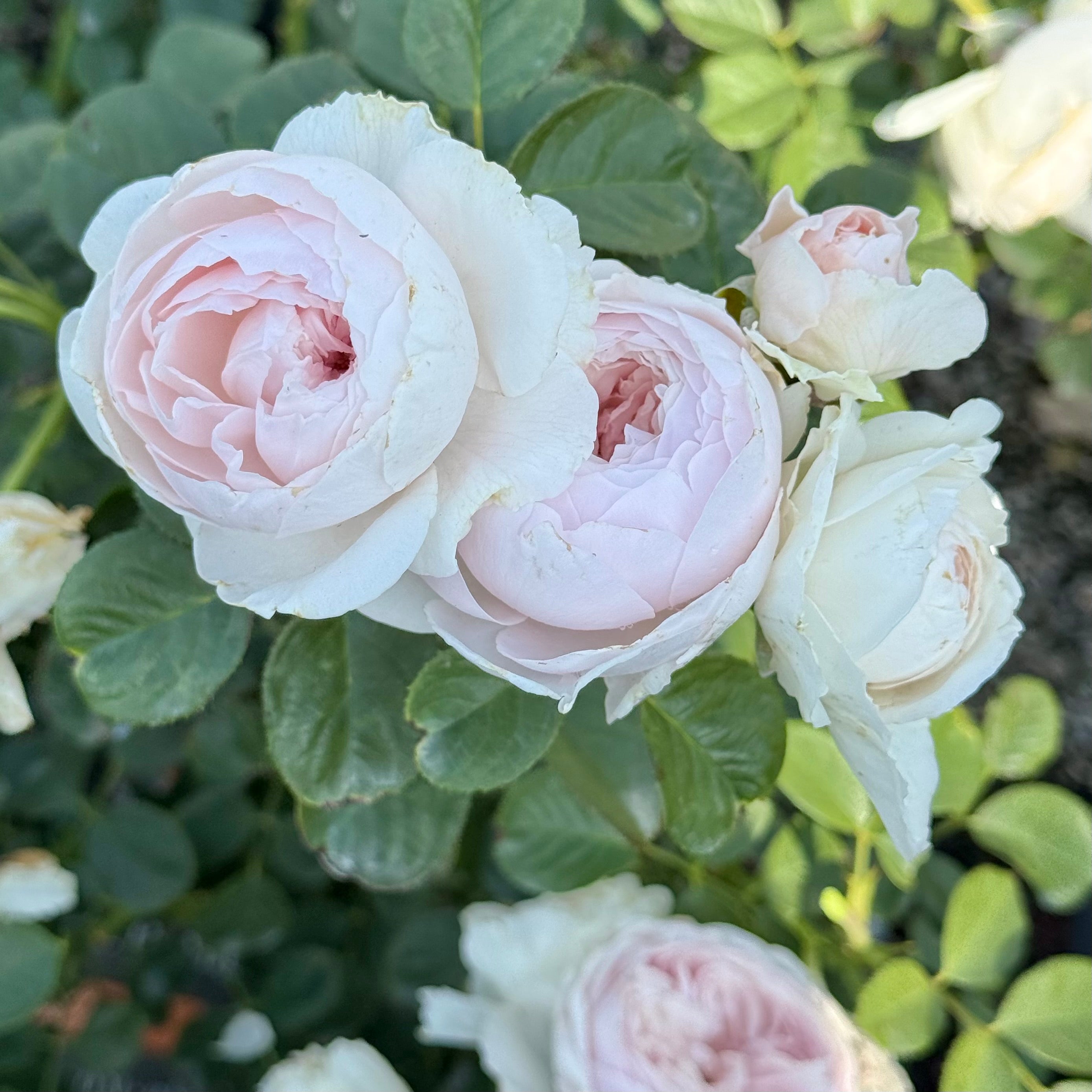 Star Roses Parfuma Earth Angel Rose Bush - Thumbnail 3