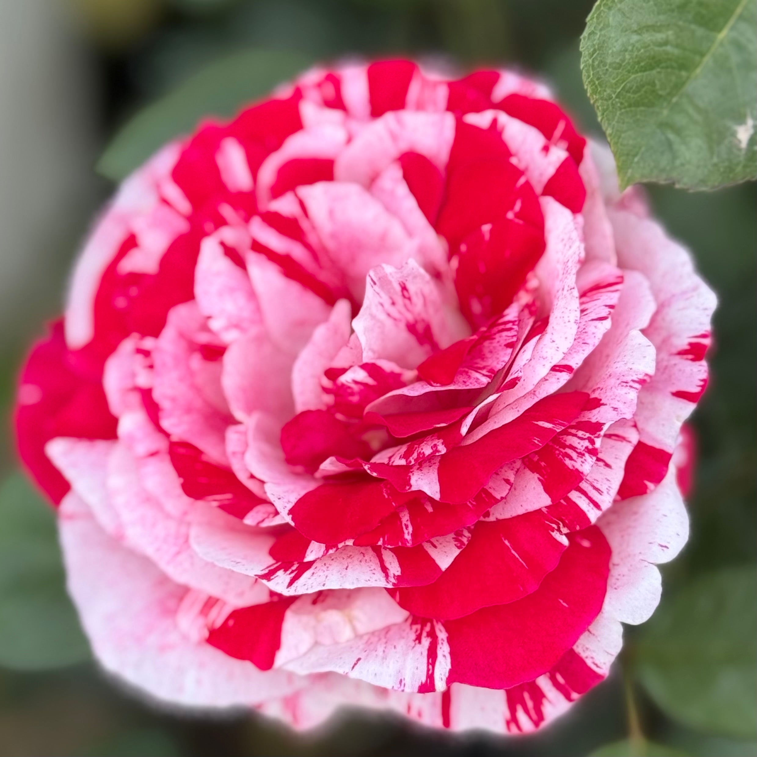 Scentimental Potted Rose Bush | Red White Striped Rose | Grace