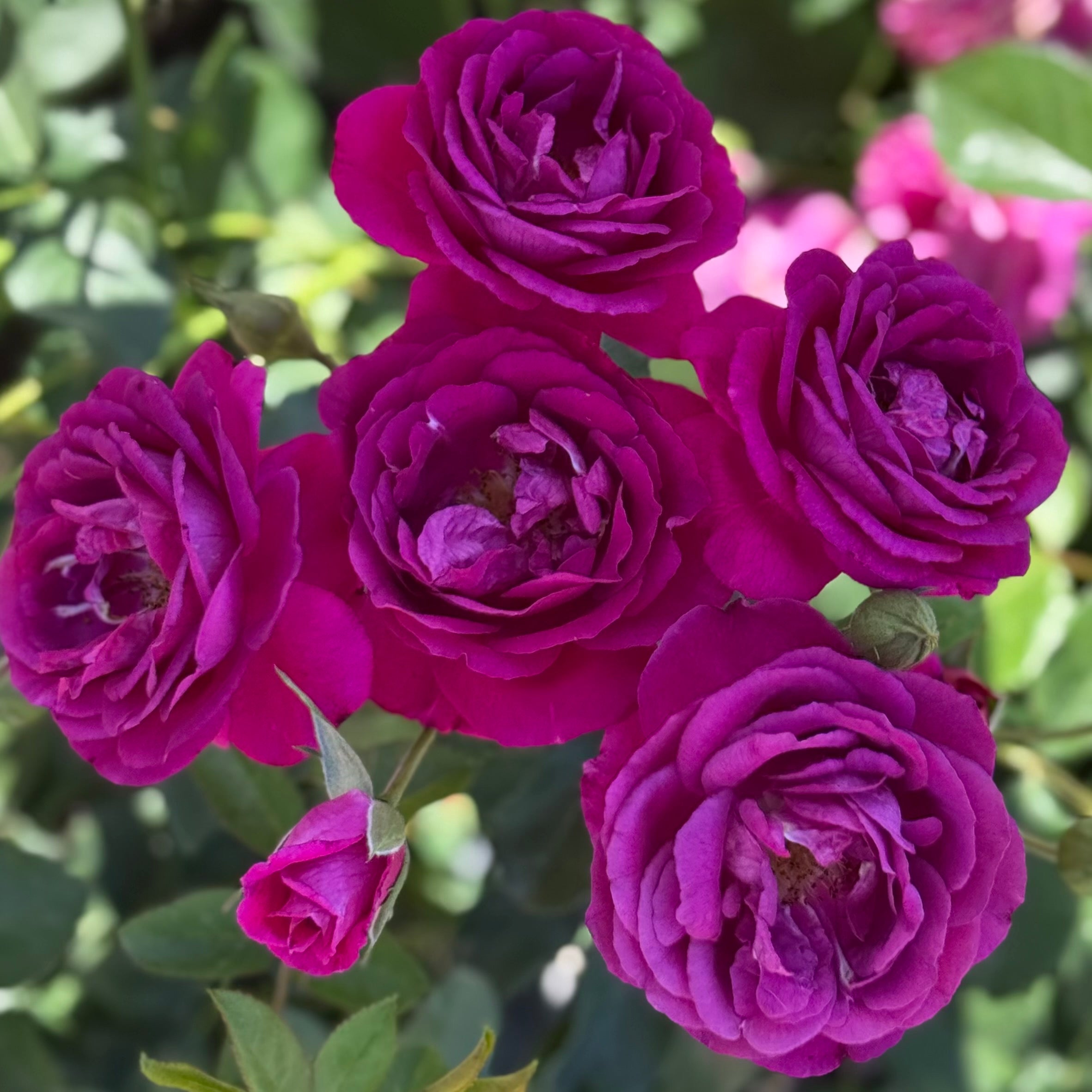 Purple Aura™ Potted Rose Bush
