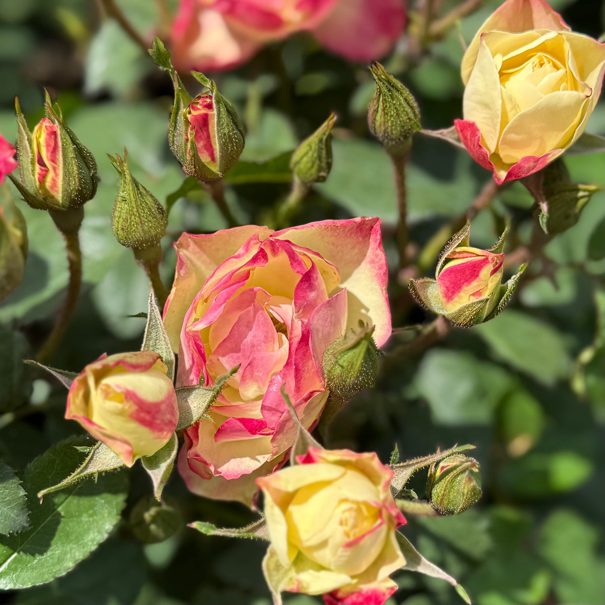 Enchanted Meadow™ Bare Root Tree Rose