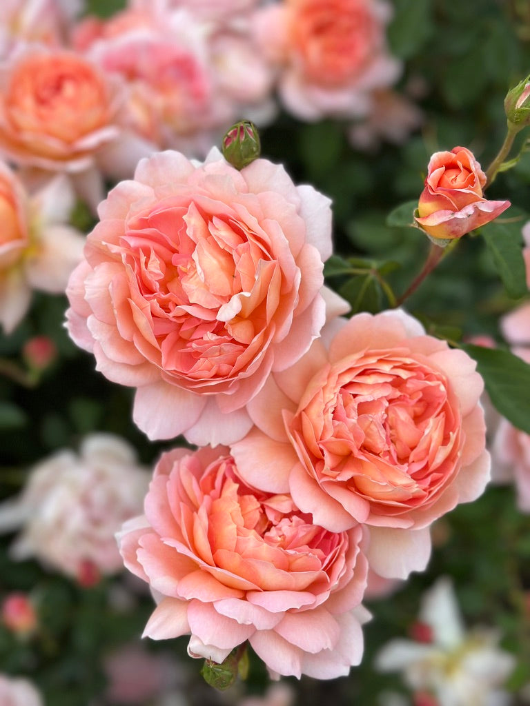 David Austin® Carding Mill® Potted Rose Bush
