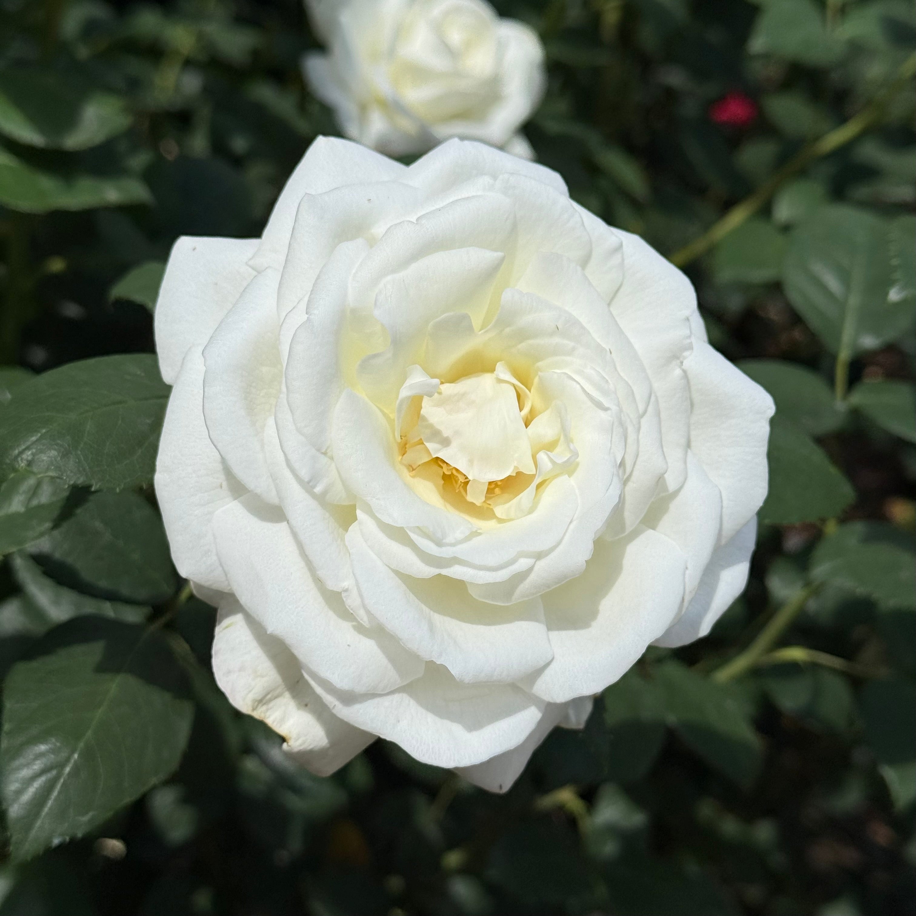Sugar Moon™ Potted Tree Rose - Grace Rose Farm