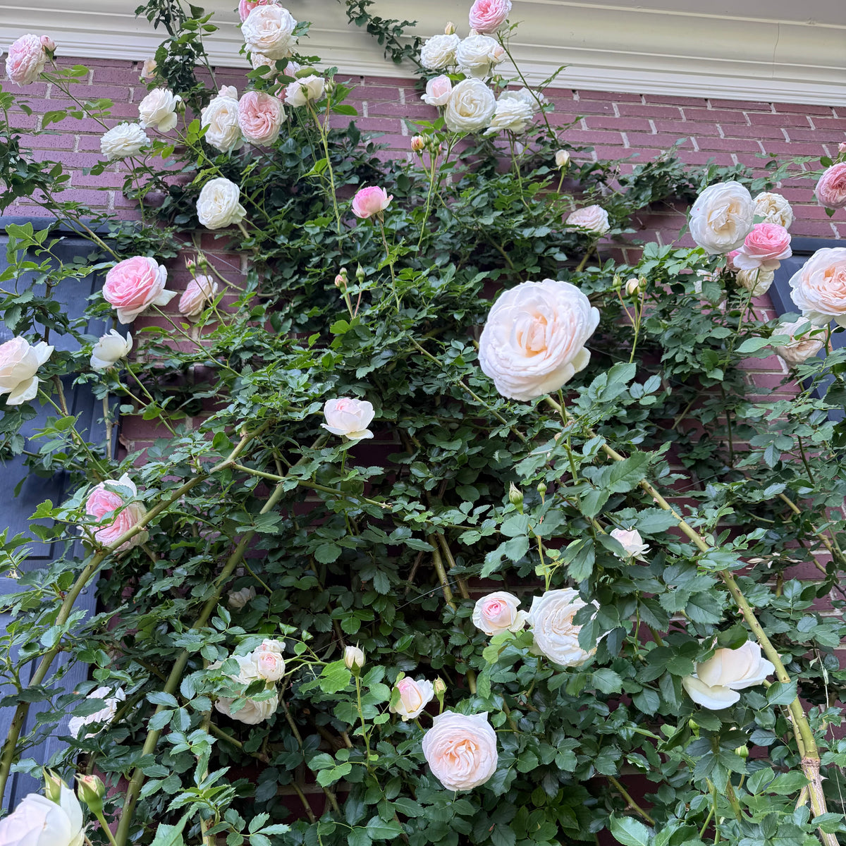 Eden Climber®   Bare Root Climbing Rose