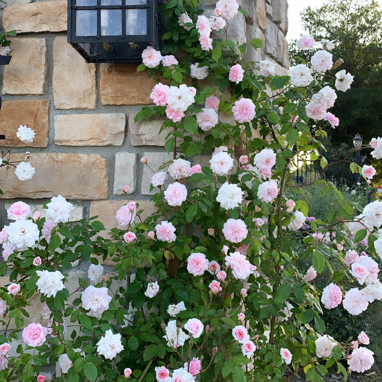 Grace Rose Farm Cecile Brunner Climbing Rose