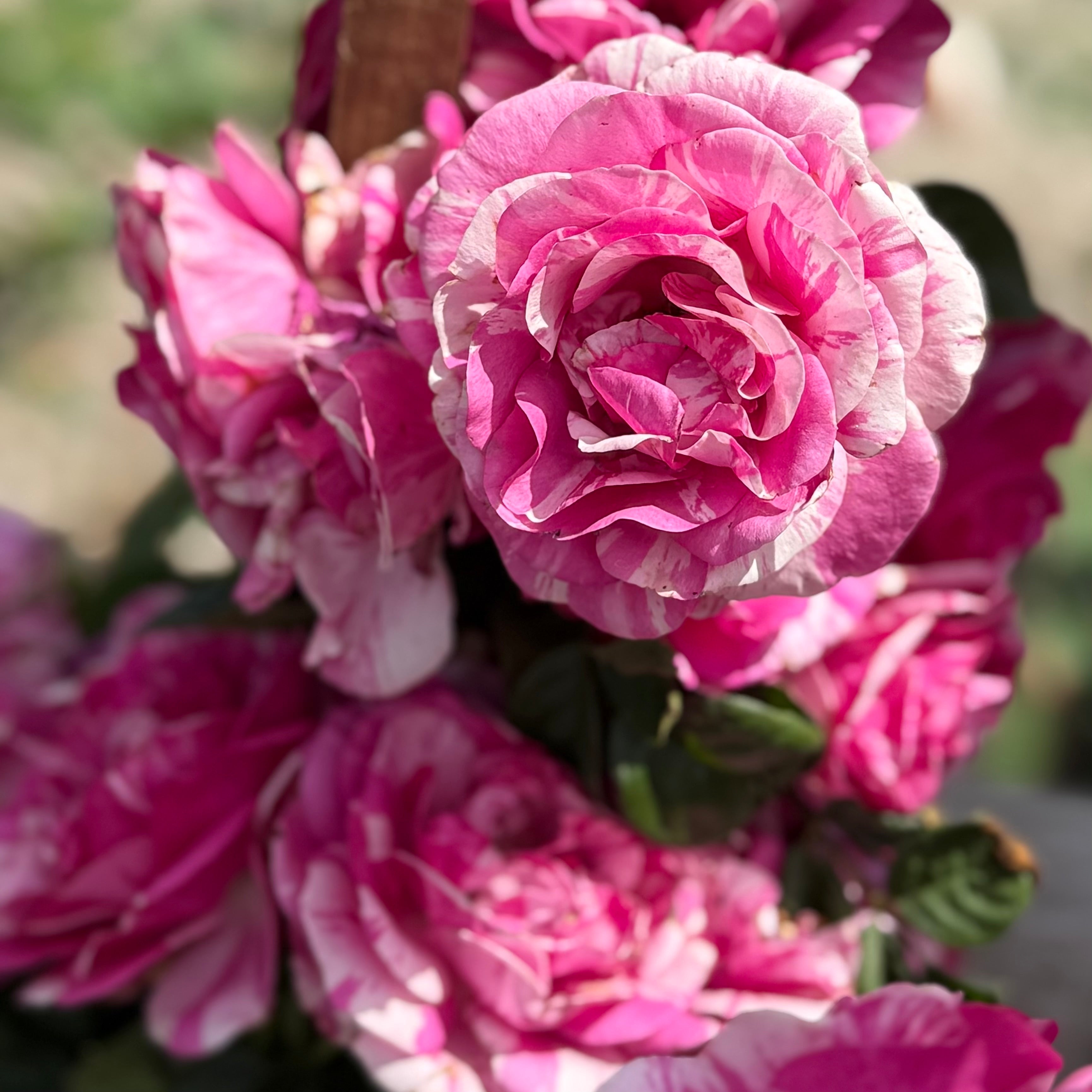 Fly So High Potted Rose Bush | Pink Rose Bush | Grace Rose Farm