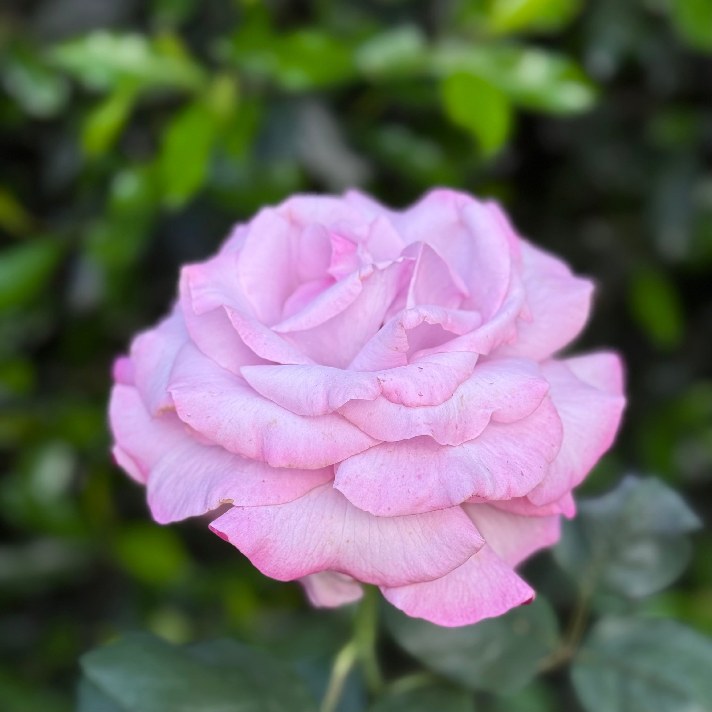Neptune Tree Rose | Lavender Tree Rose | Grace Rose Farm
