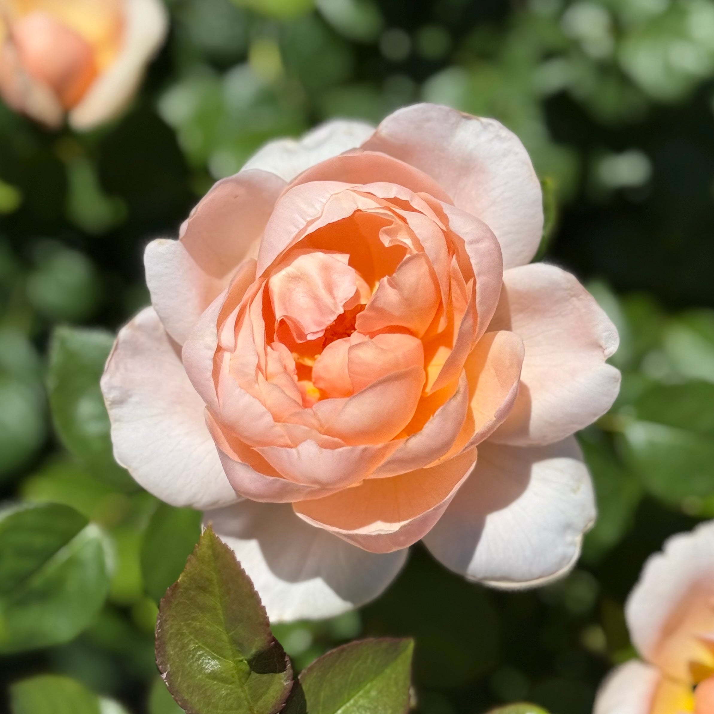 David Austin® Ambridge® Potted Rose Bush