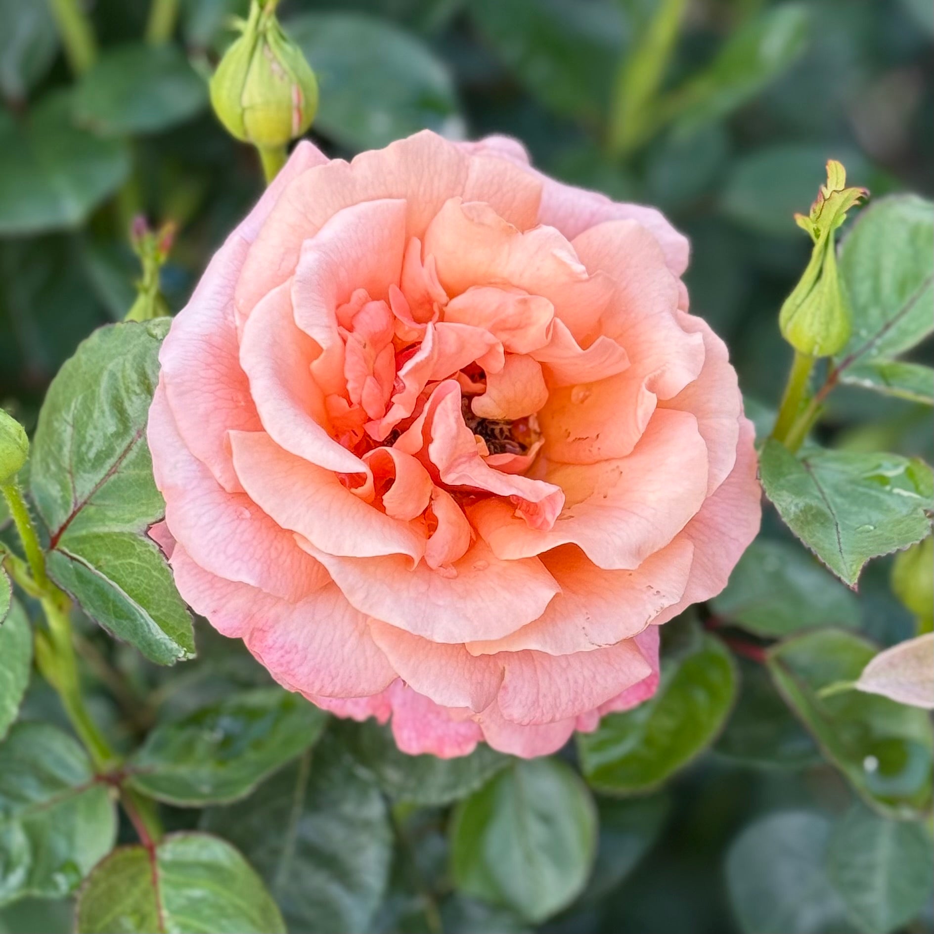 Easy Does It® Potted Tree Rose