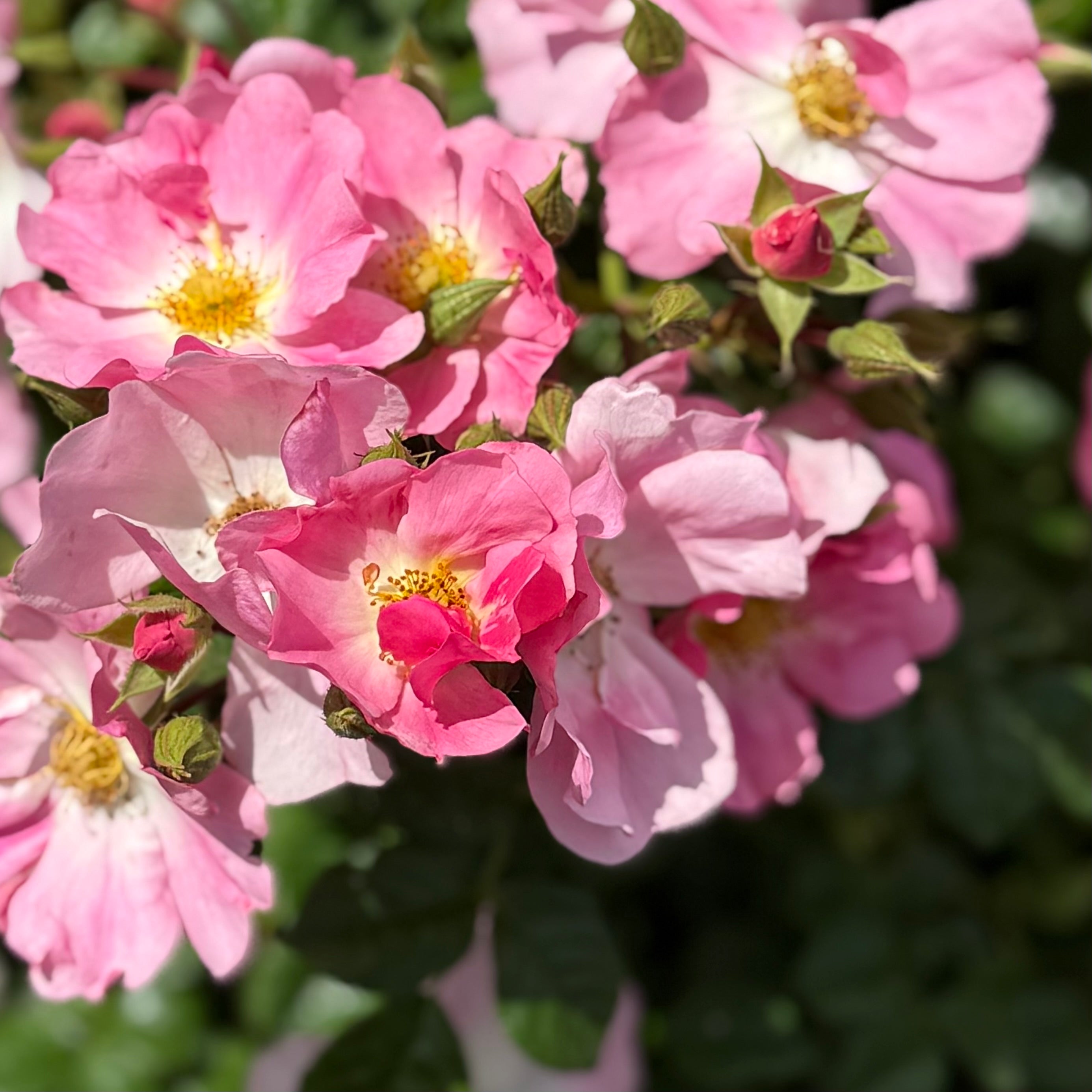 Forever & Ever® Pink Potted Rose Bush