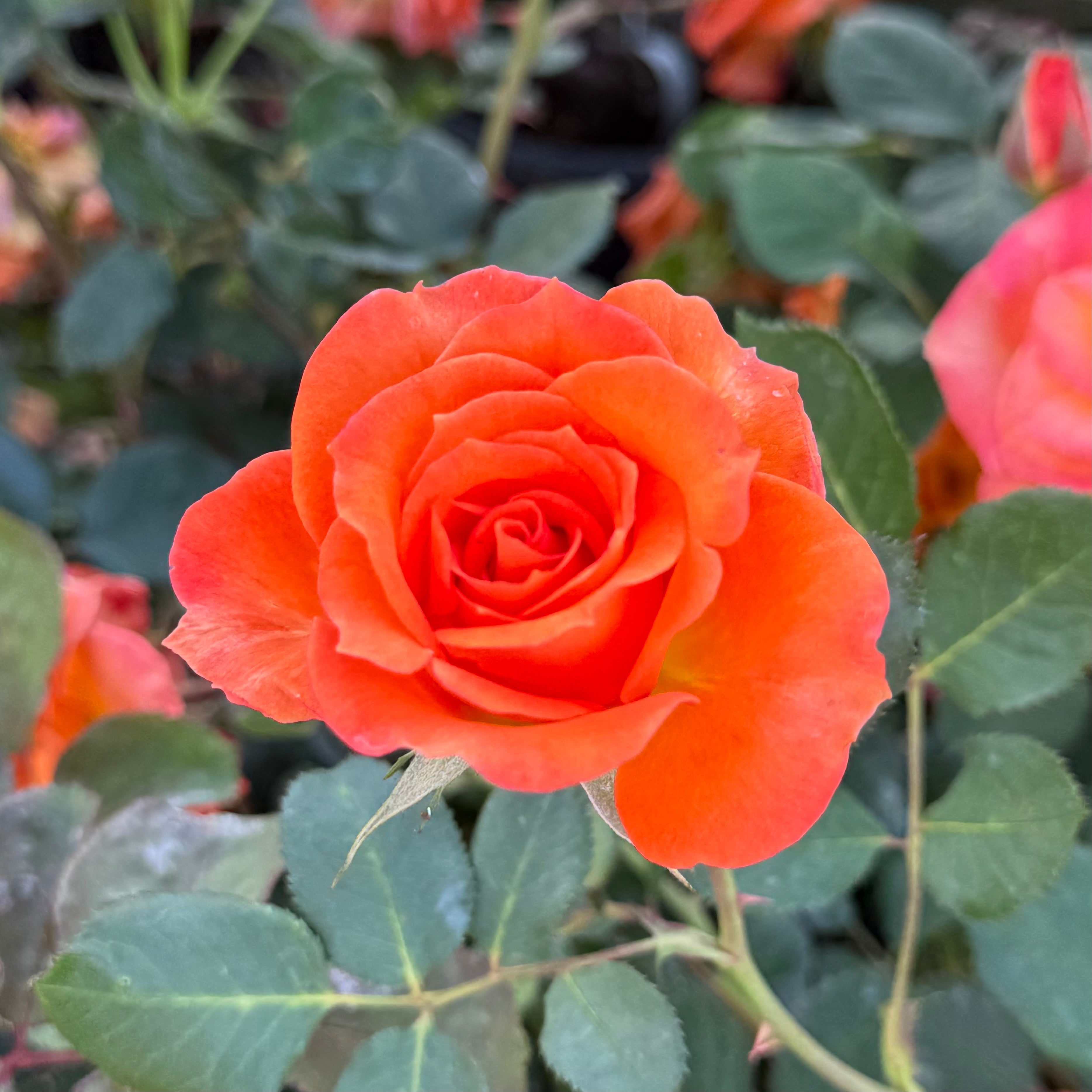 Gingersnap Potted Rose Bush | Orange Rust Rose Bush | Grace Rose Farm
