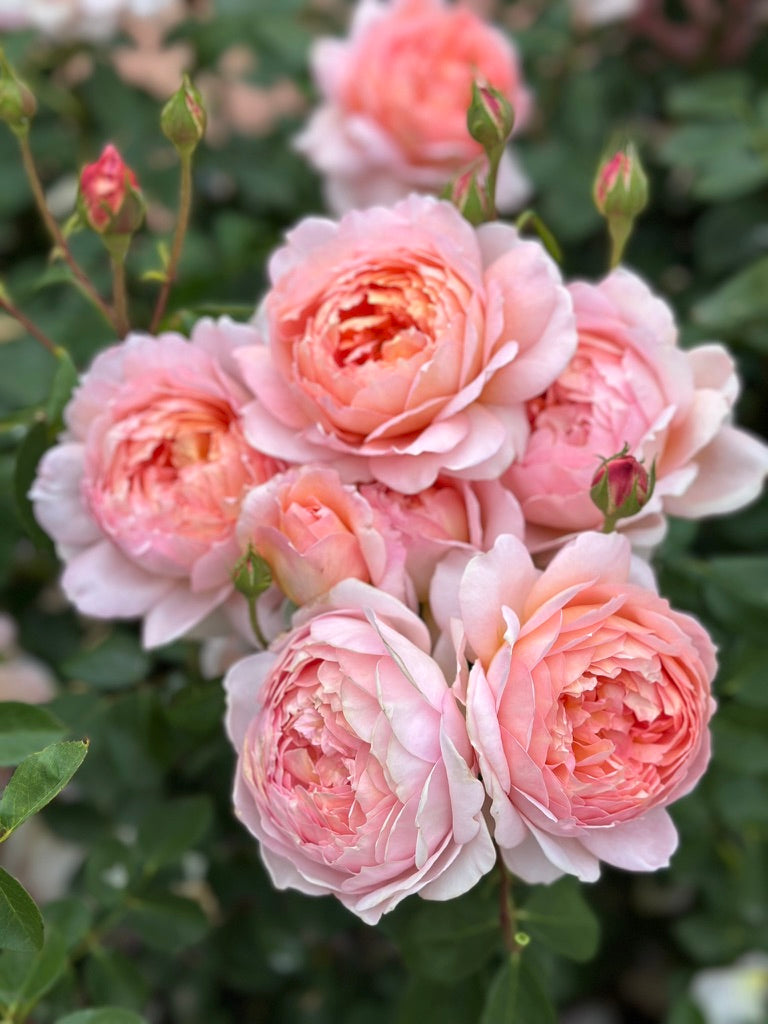 David Austin® Carding Mill® Potted Rose Bush