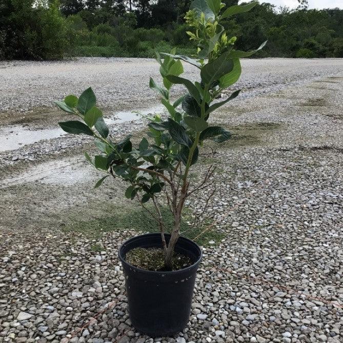 Blueberry 'Duke' Highbush Potted Blueberry Plant