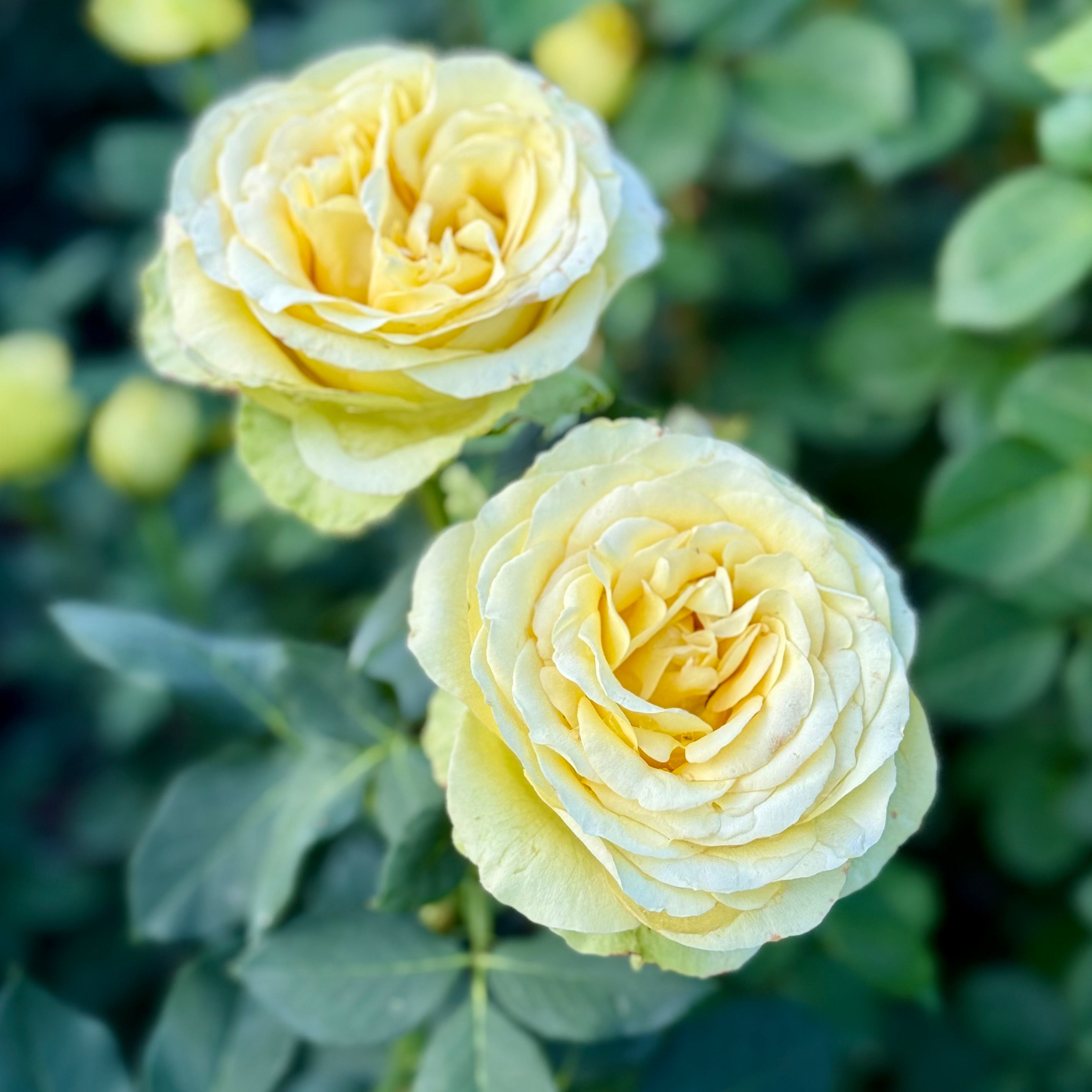 St Patrick™ Potted Rose Bush
