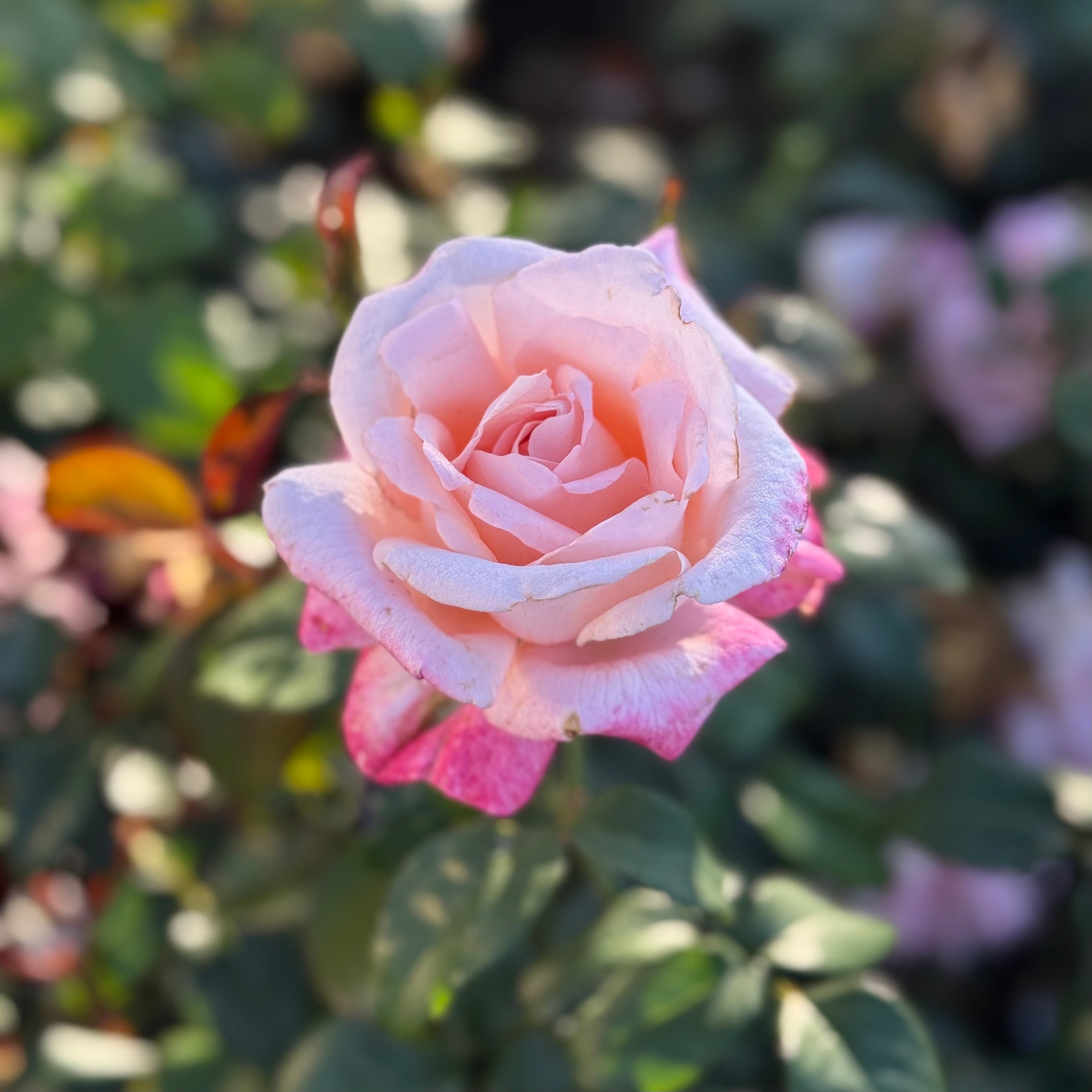 New Zealand Potted Rose Bush