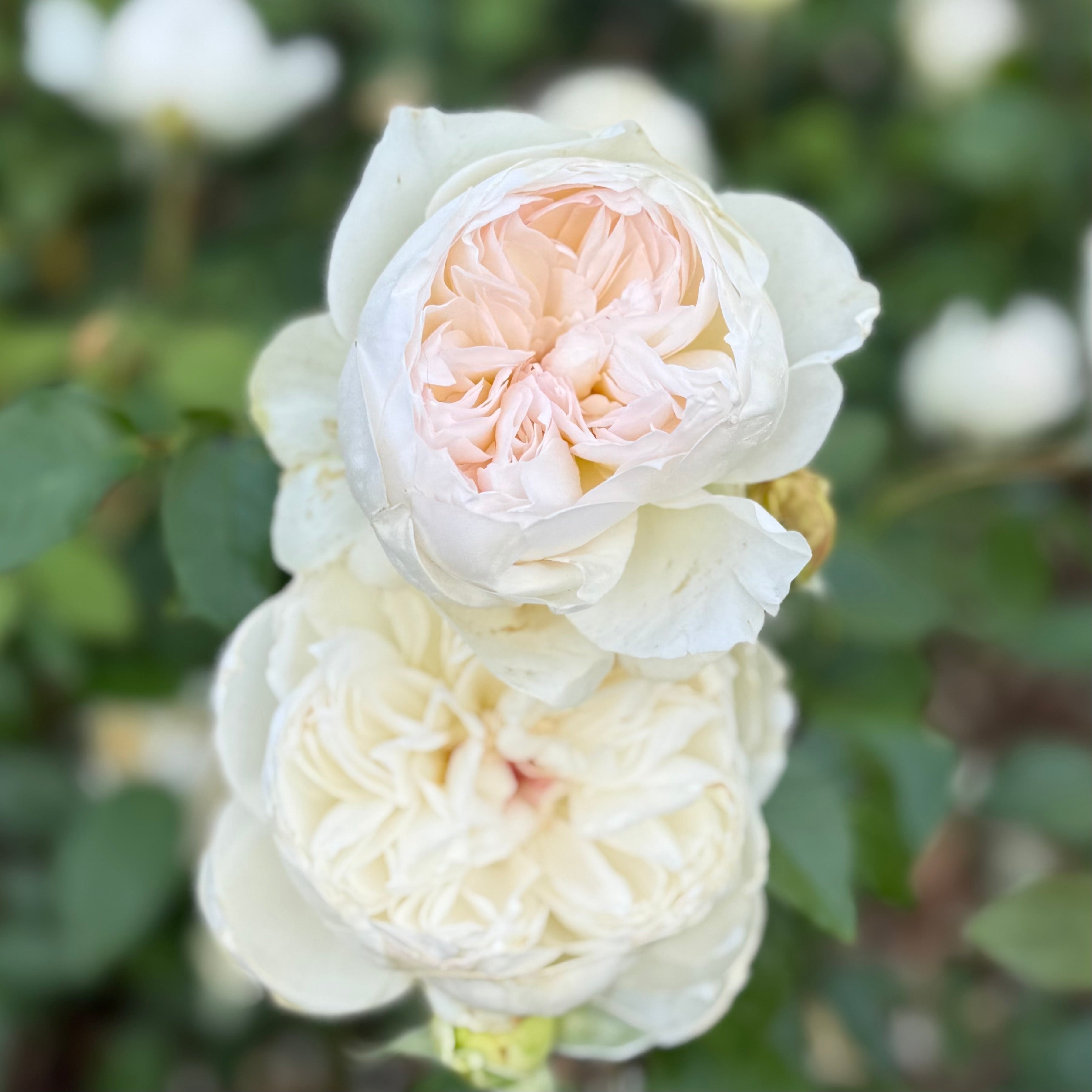 Bolero Potted Rose Bush | Grace Rose Farm