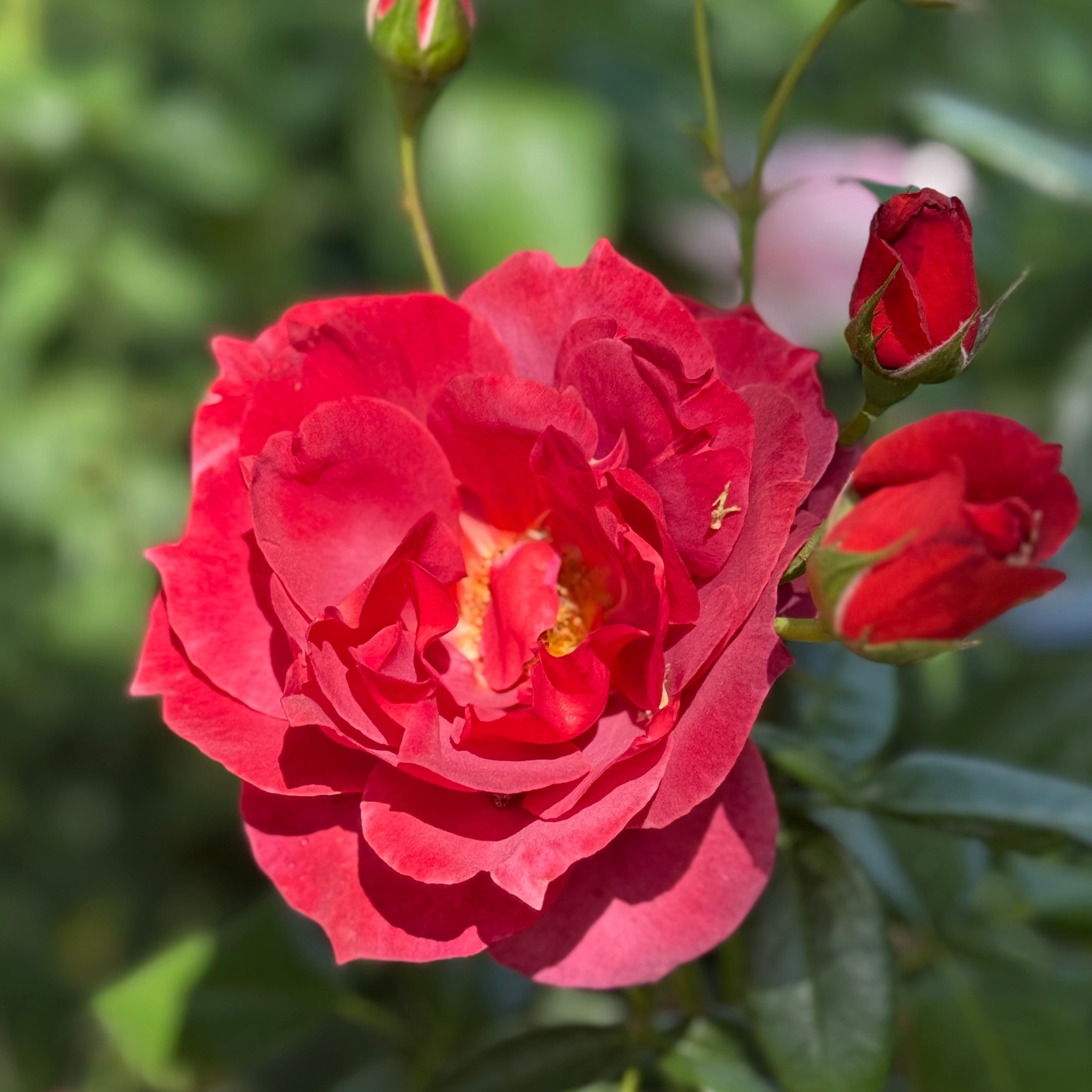 Hot Cocoa™ Potted Rose Bush - Grace Rose Farm