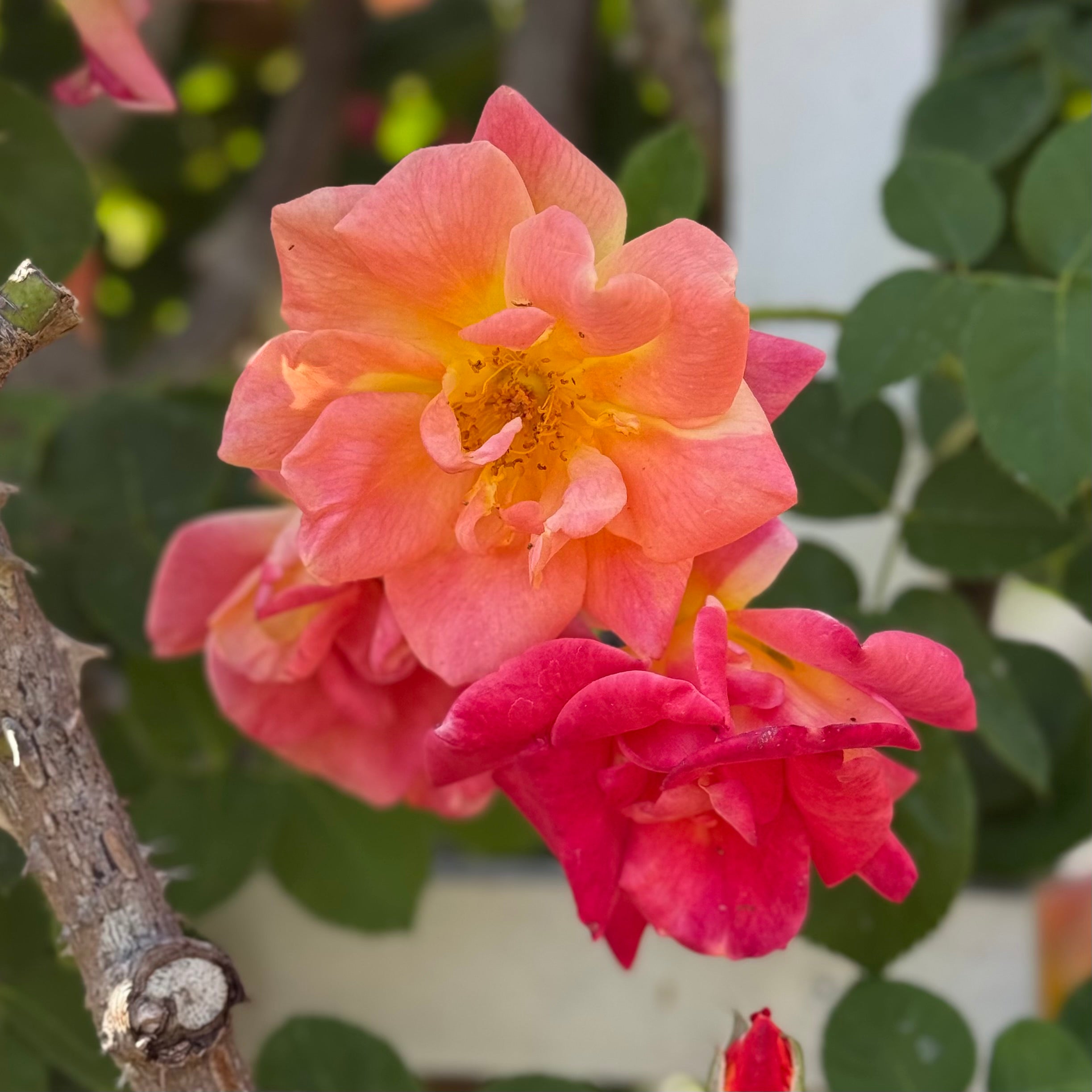 Joseph's Coat Bare Root Climbing Rose