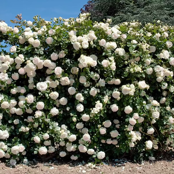 Eden Climber® White  Bare Root Climbing Rose