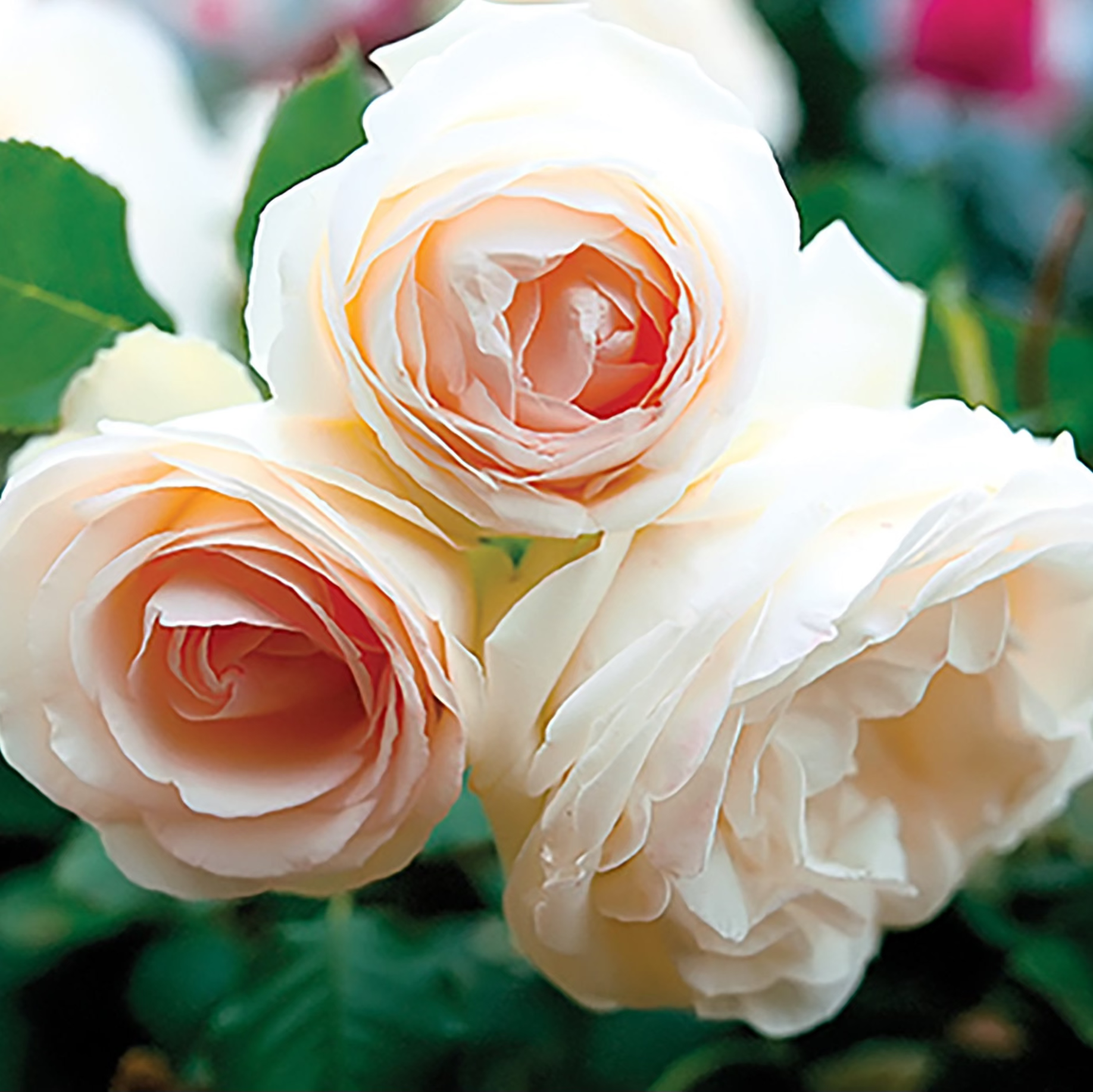 Eden Climber® White Potted Climbing Rose