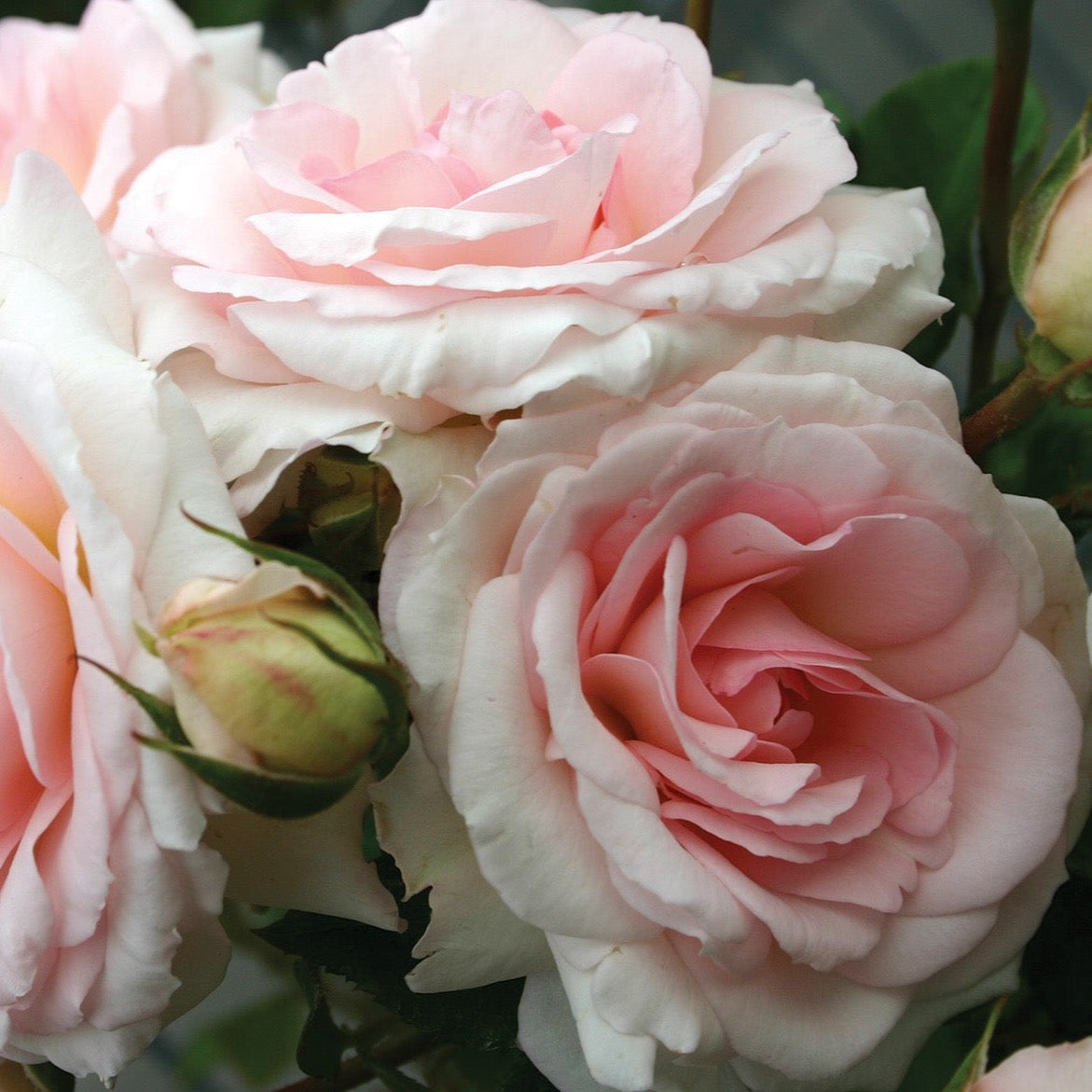 Fairytale® Elegant™ Rose Bush