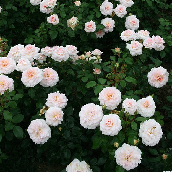 Fairytale® Elegant™ Rose Bush