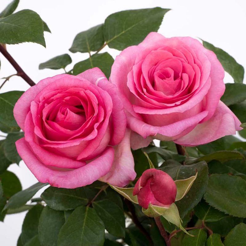 Eleganza® Beverly™  Potted Rose Bush