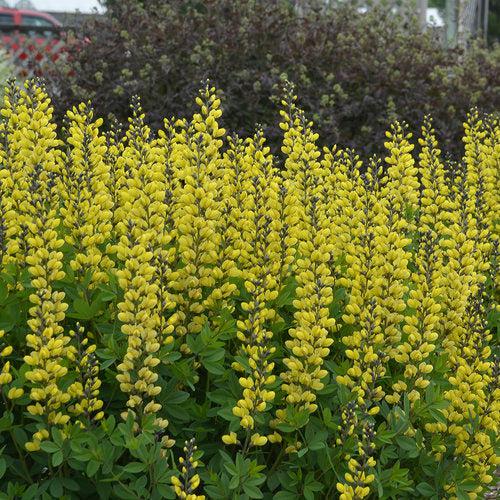 Proven Winners® Baptisia Decadence® Lemon Meringue Potted Baptisia Plant