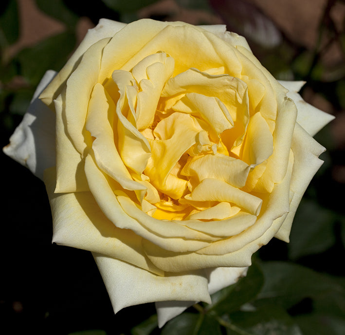 Close-up of a yellow rose with a blurred background