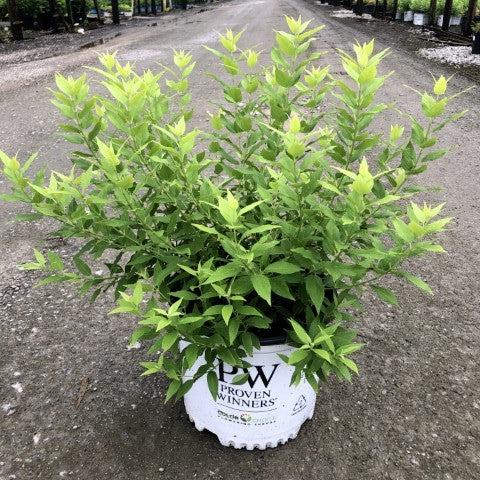 Proven Winners® Deutzia Chardonnay Pearls® Potted Deutzia Bush