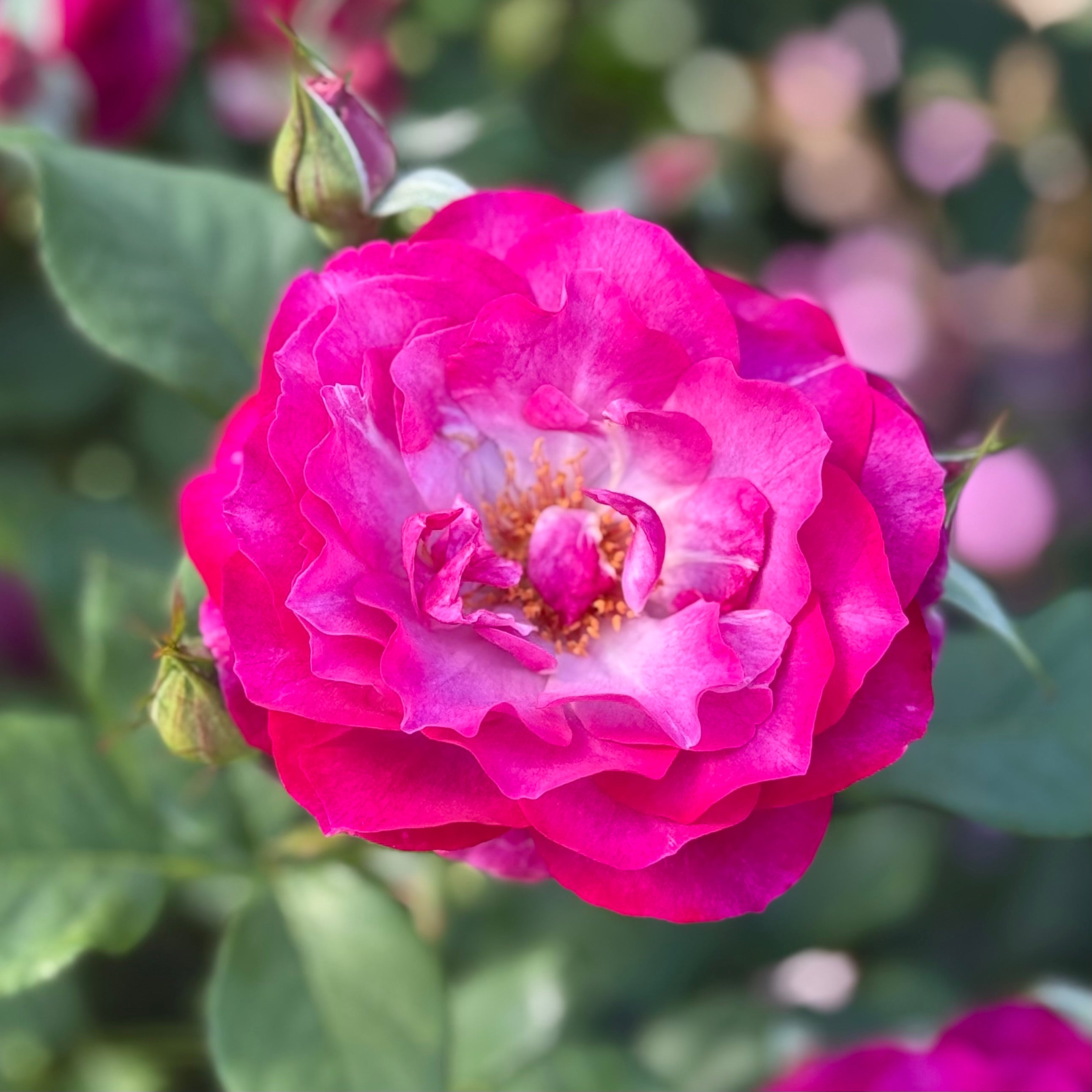 Wild Blue Yonder™ Bare Root Rose Bush