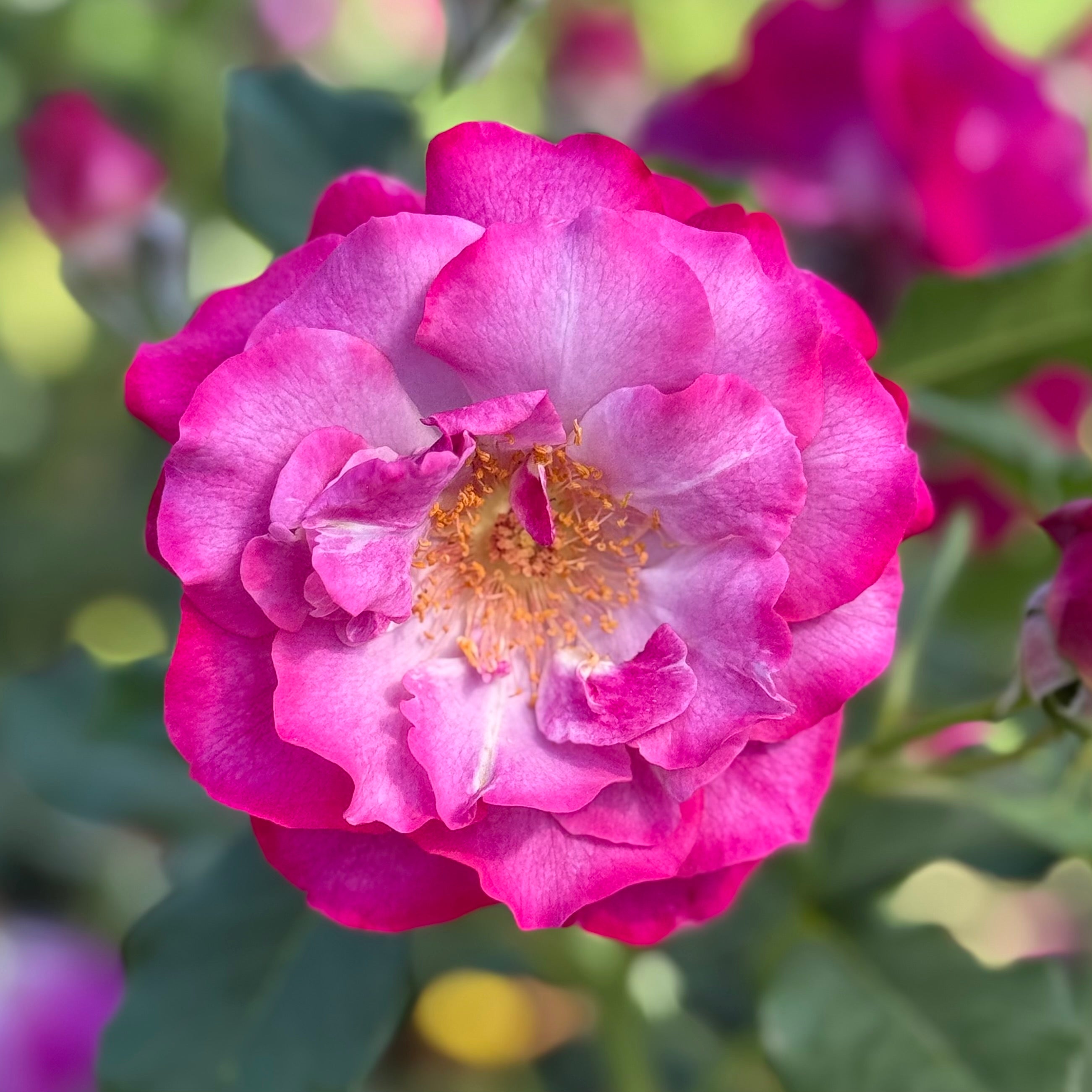 Wild Blue Yonder Potted Rose Bush | Mauve Rose Bush | Grace Rose Farm
