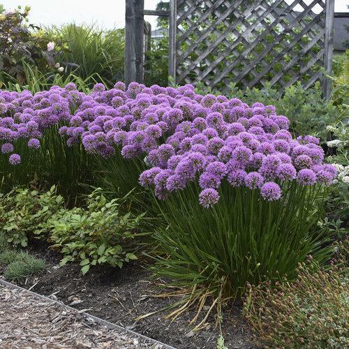 Grace Rose Farm Allium Millenium Ornamental Onion - Thumbnail 4