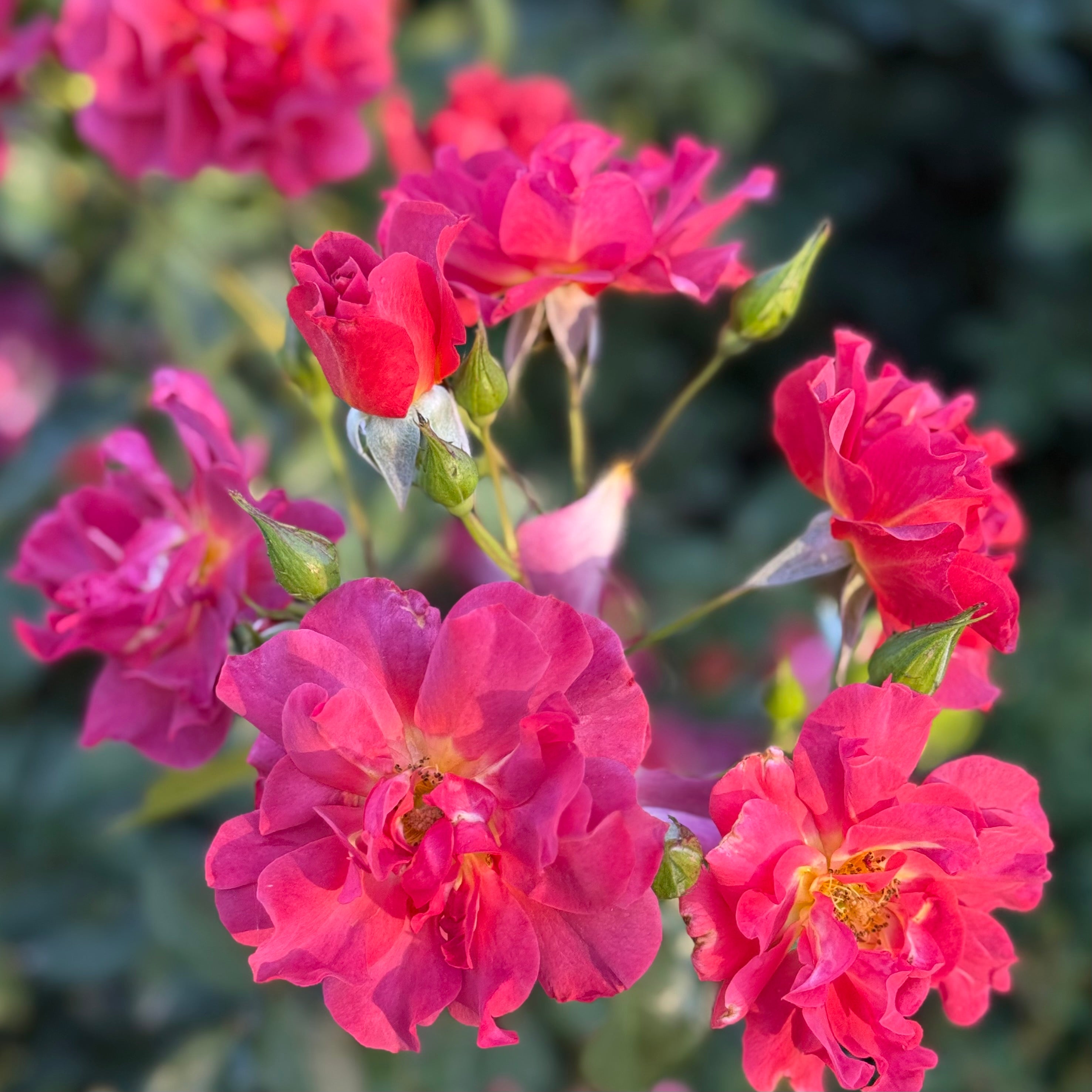 Grace Rose Farm Cinco de Mayo Rose Bush - Thumbnail 4