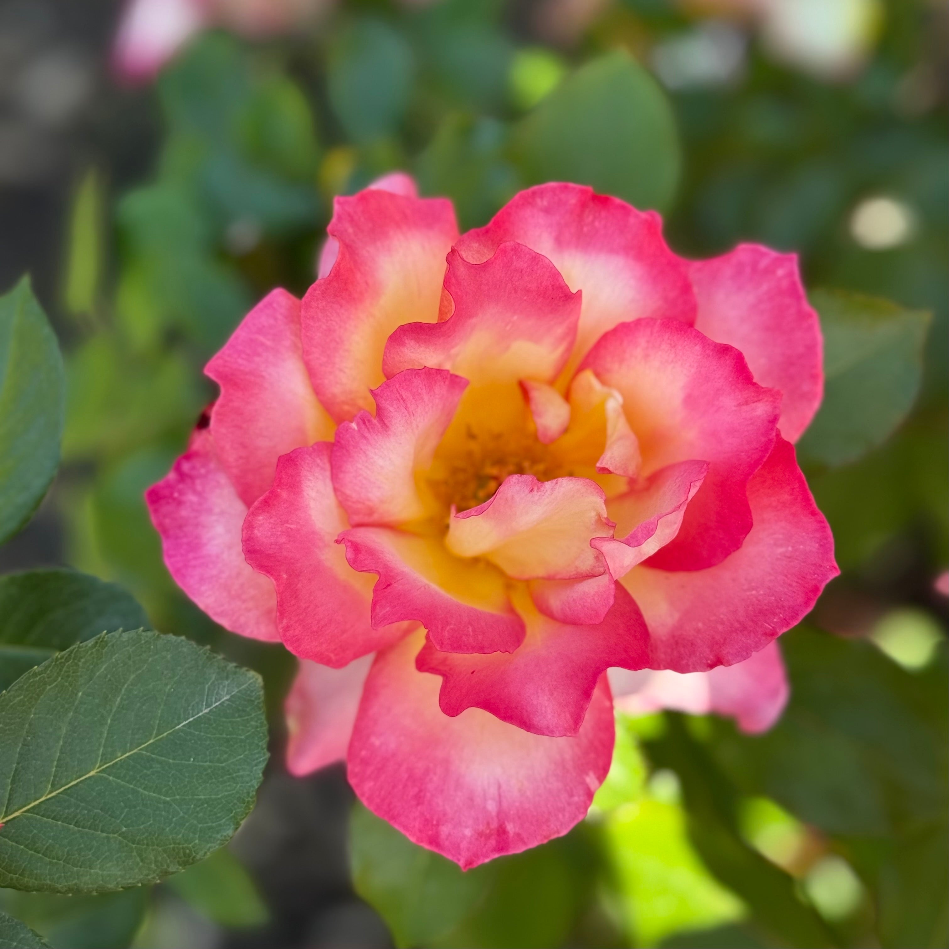 Rainbow Sorbet Potted Rose Bush | Multicolor Rose Bush | Grace