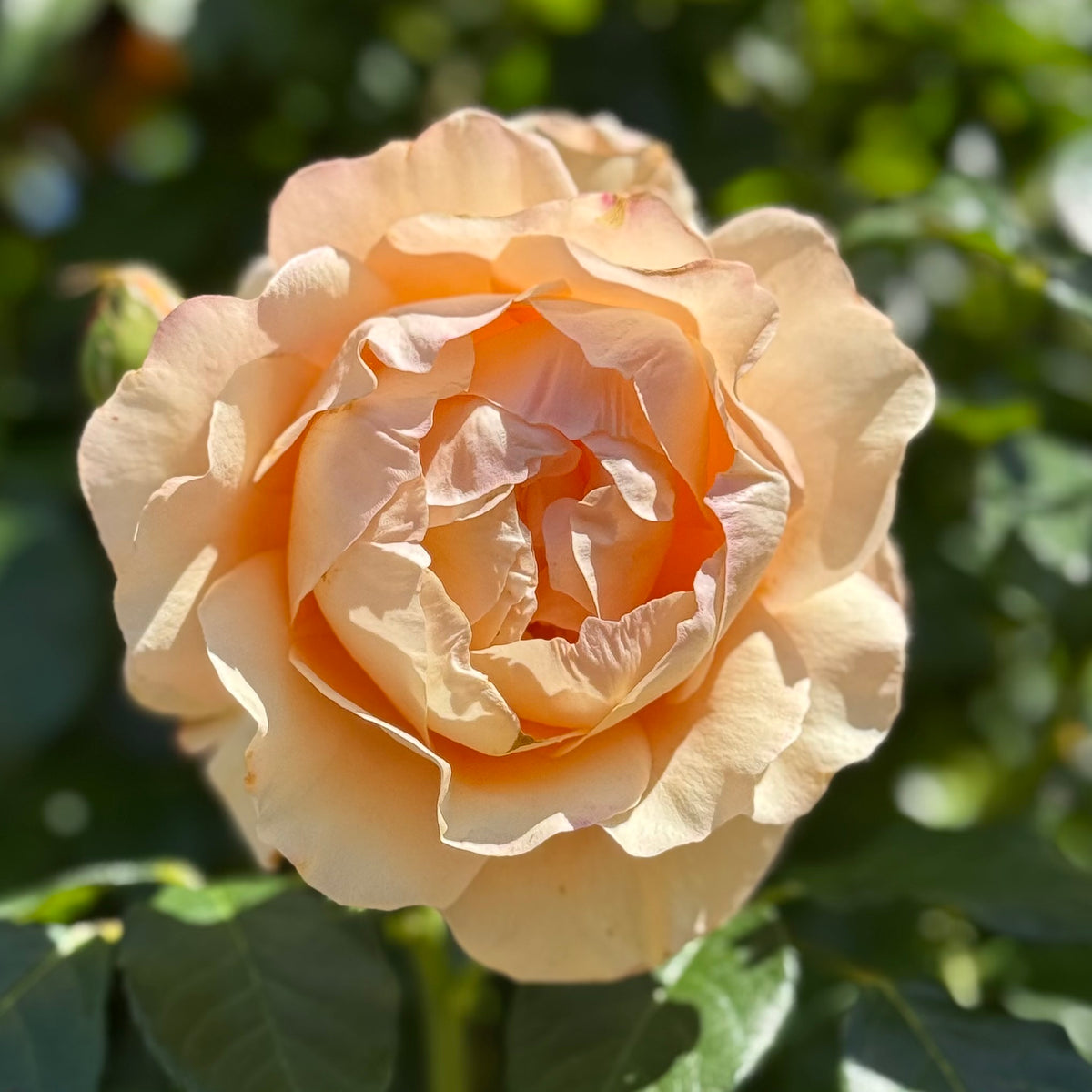 Golden Opportunity™ Bare Root Climbing Rose Bush