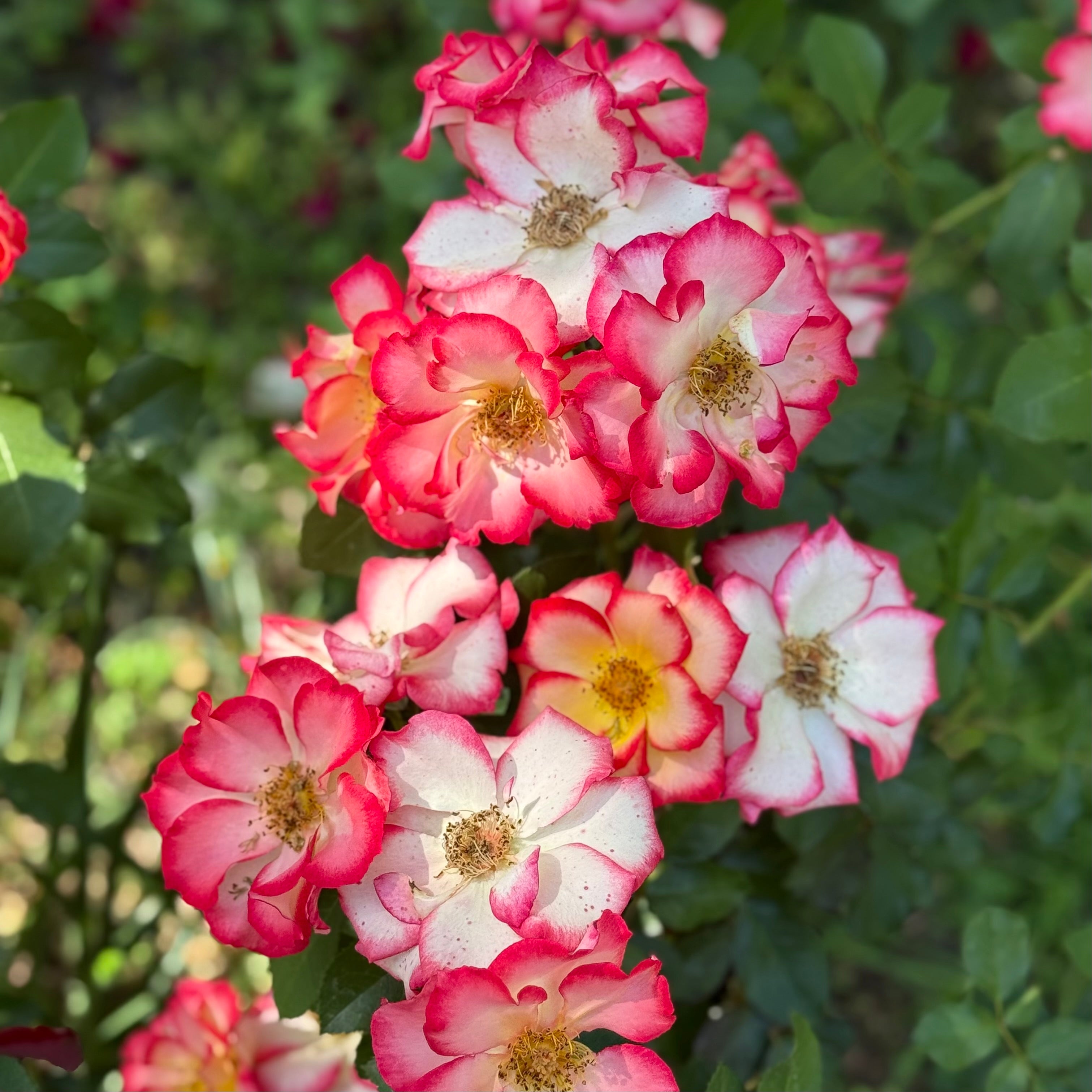 Betty Boop Potted Rose Bush
