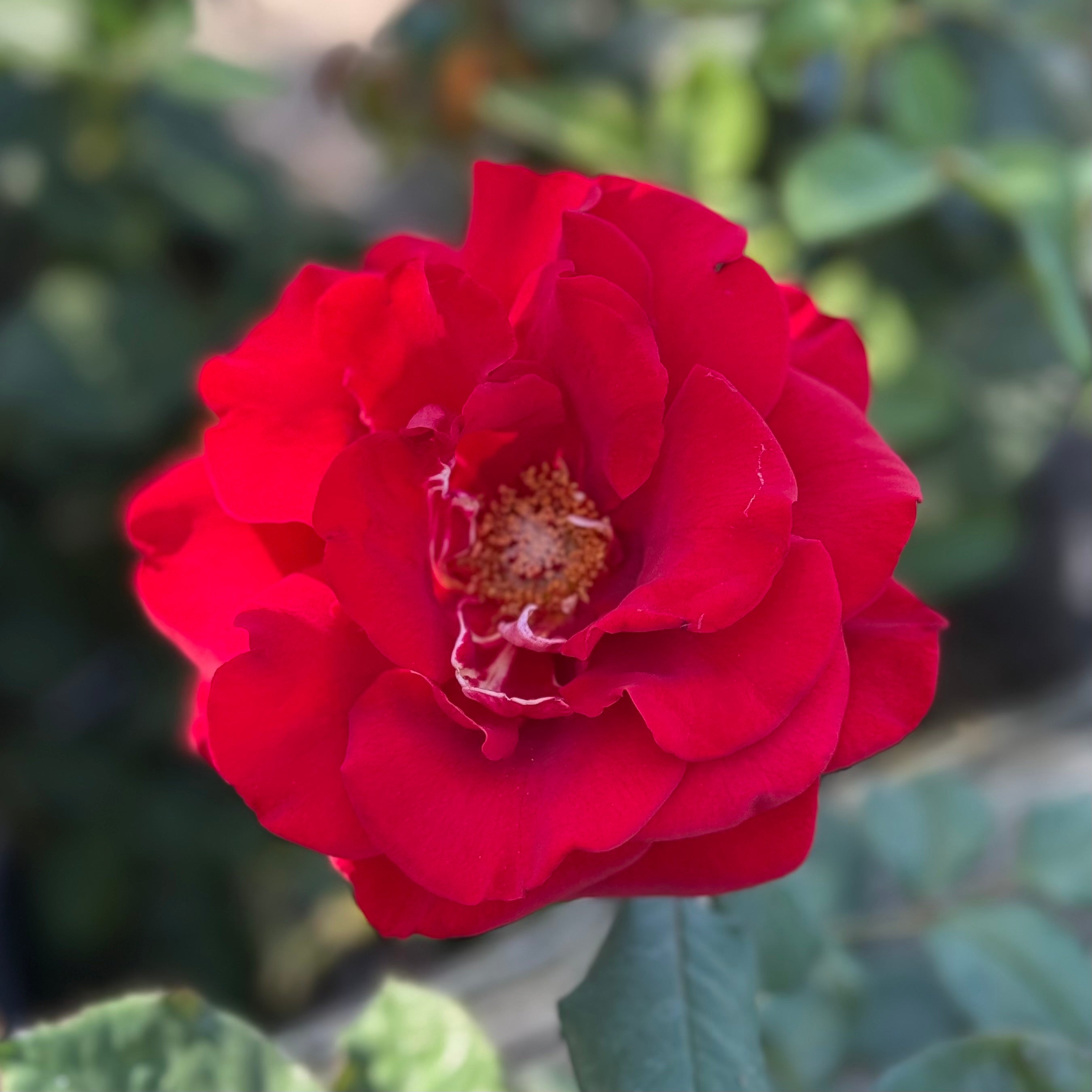 In The Mood™ Potted Rose Bush