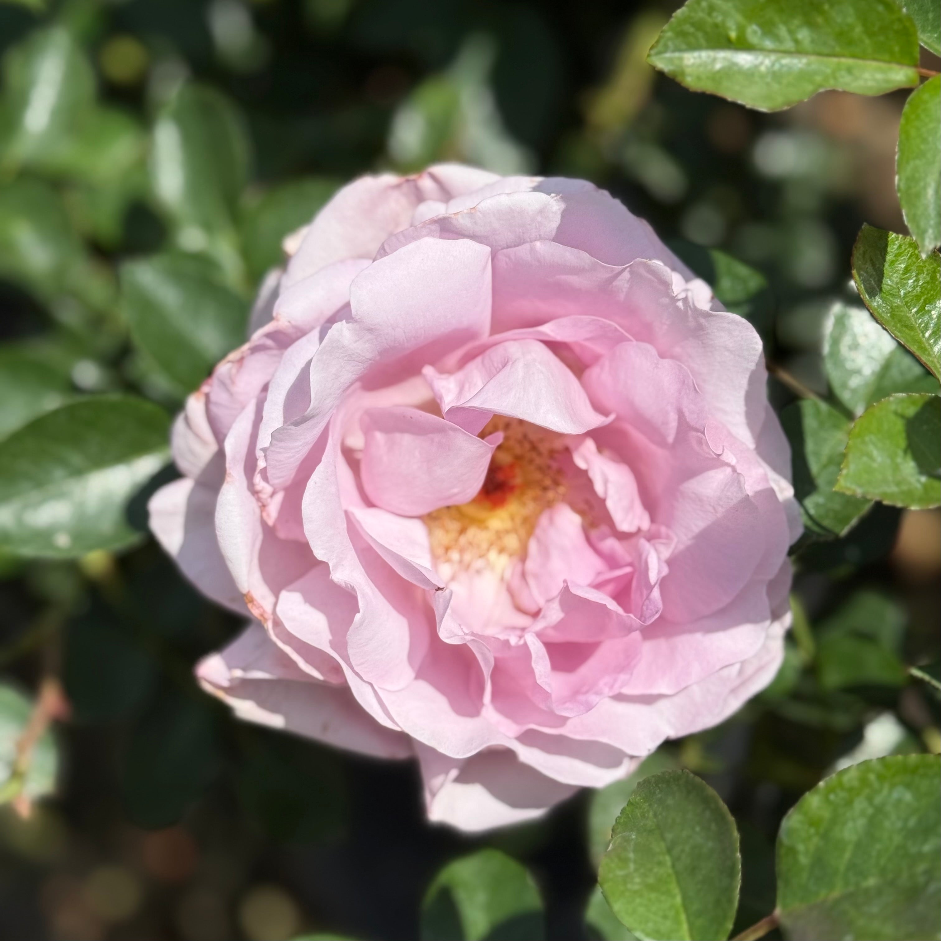 Le Petit Prince™ Potted Rose Bush