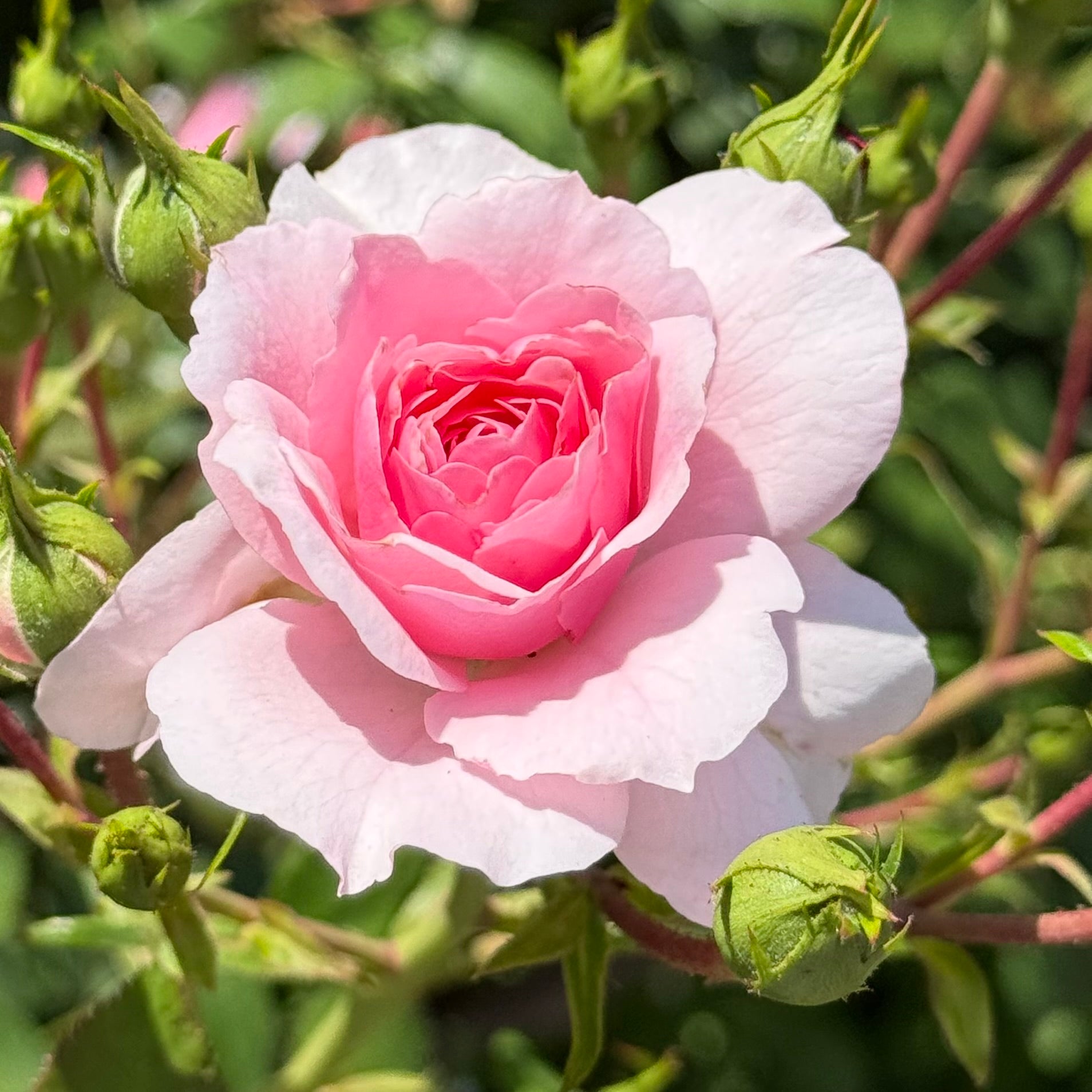 Bonica® Potted Rose Bush