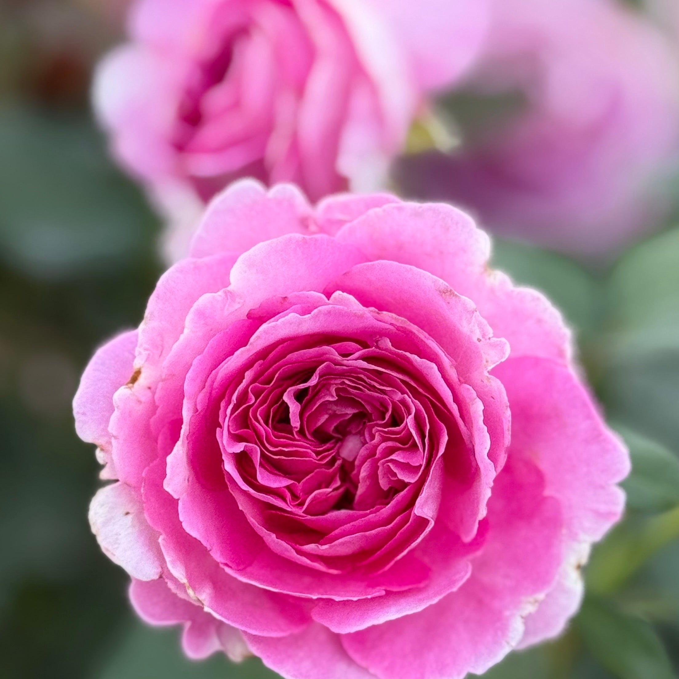 Raspberry Cupcake Potted Rose Bush | Bright Pink Rose Plant