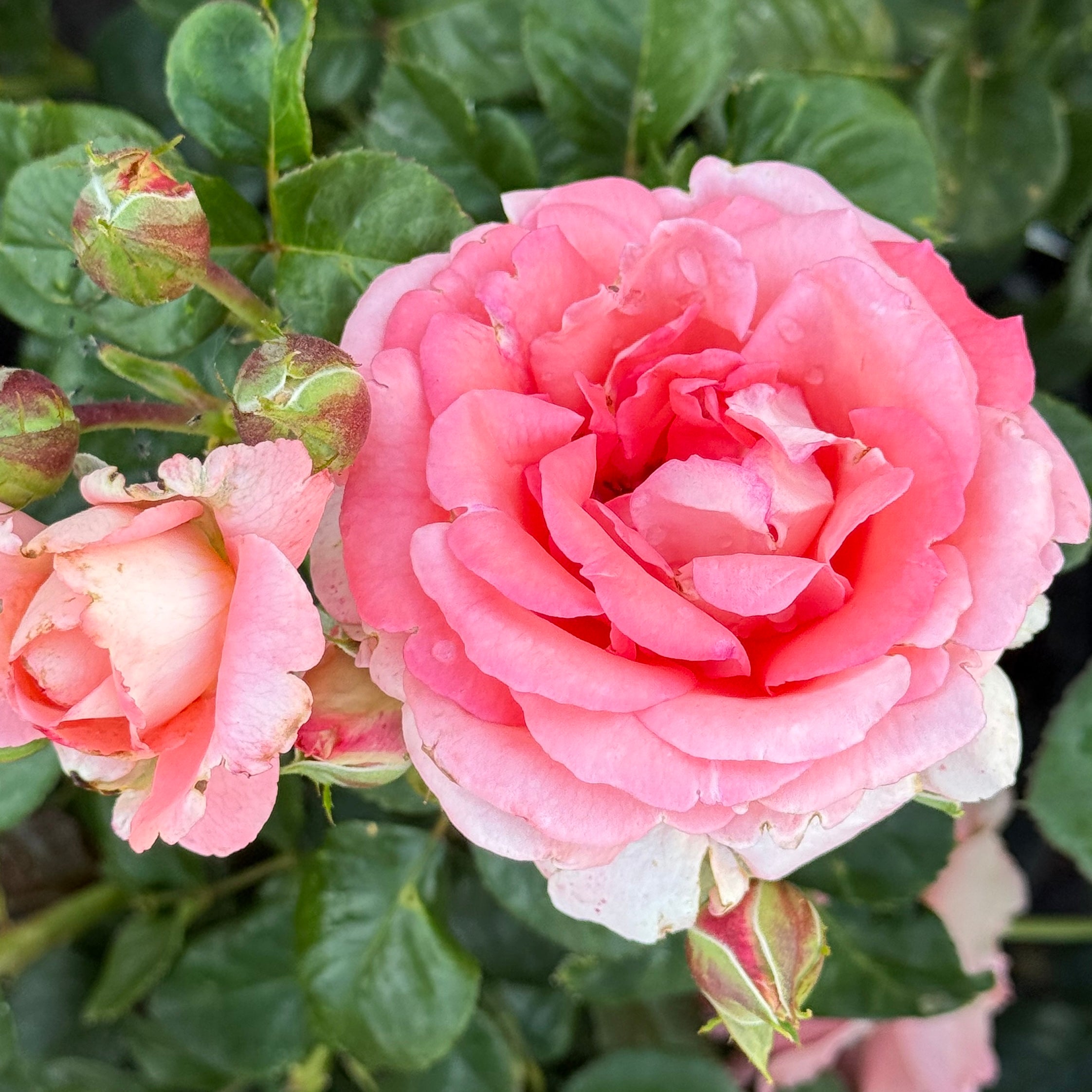 roseページ Waiheke Potted Rose Bush | Apricot Rose Bush | Grace Rose Farm
