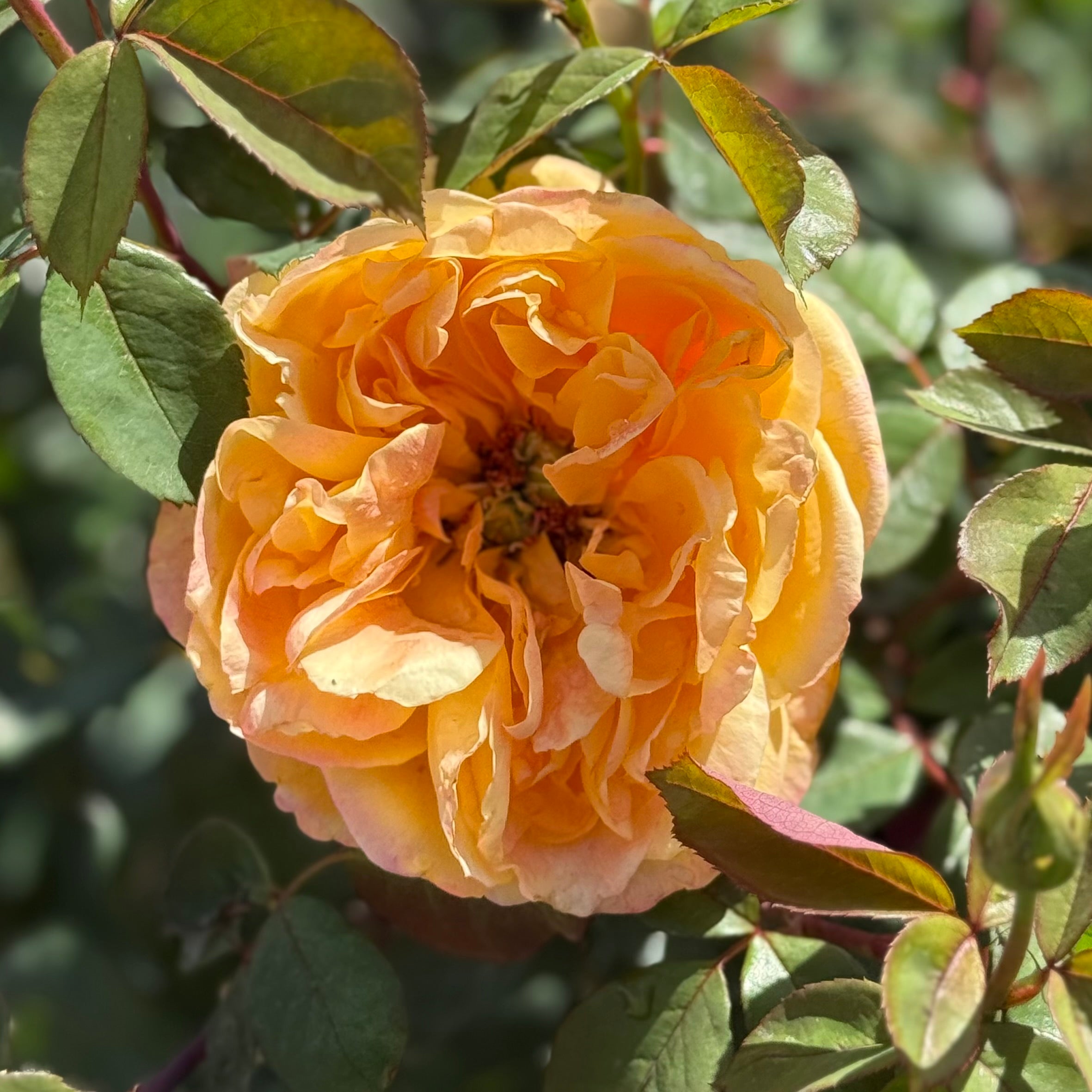 Strike It Rich™ Potted Rose Bush