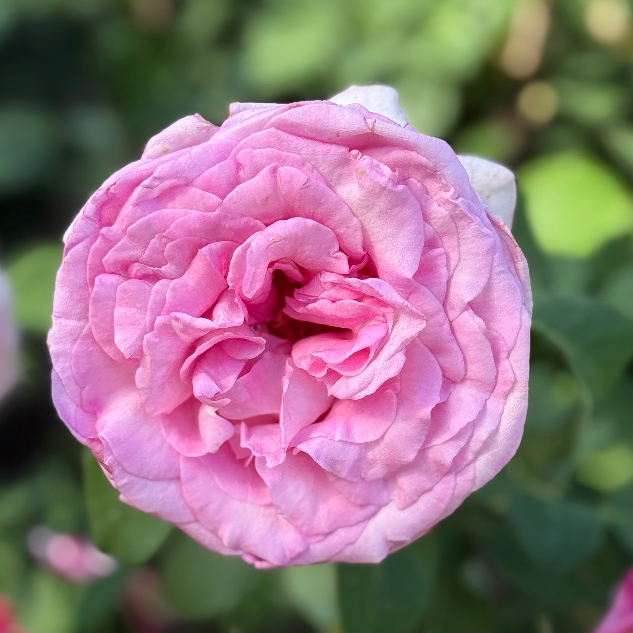 Eleganza® Beverly™  Potted Rose Bush