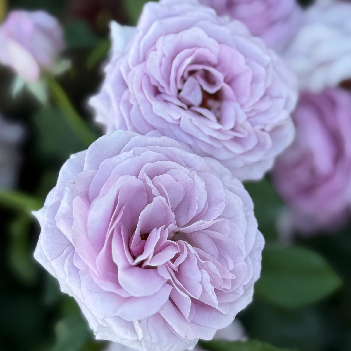 Violets Pride™ Potted Rose Bush - Grace Rose Farm